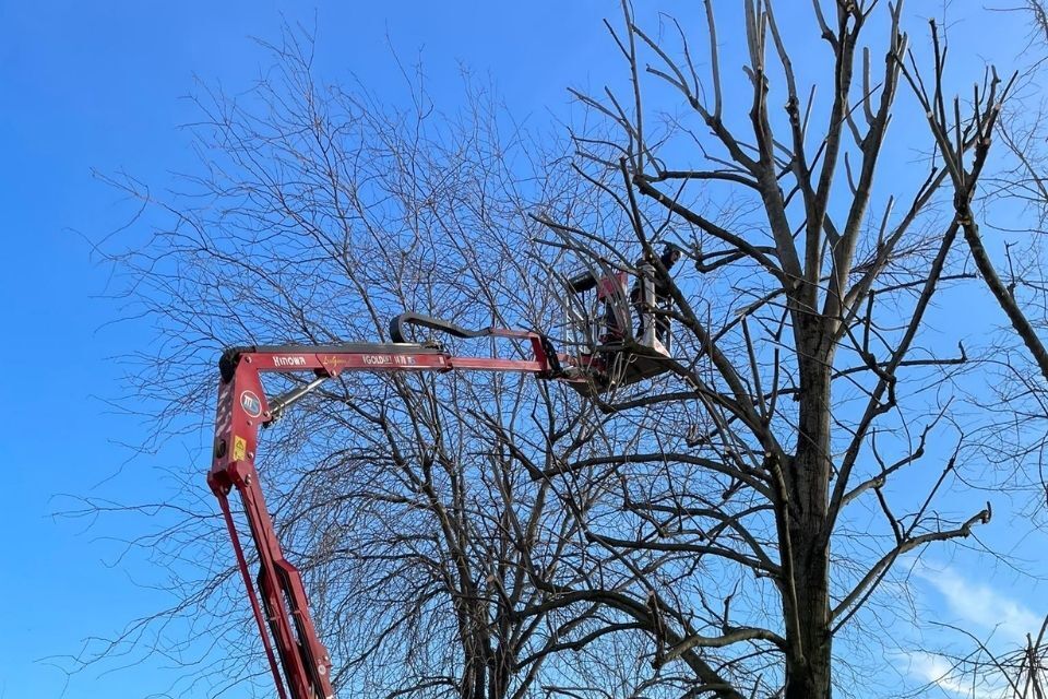 intervento di potatura di giardini a Reggio nell'Emilia