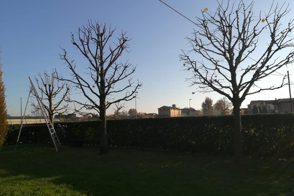 servizio di potatura di giardini a Reggio nell'Emilia