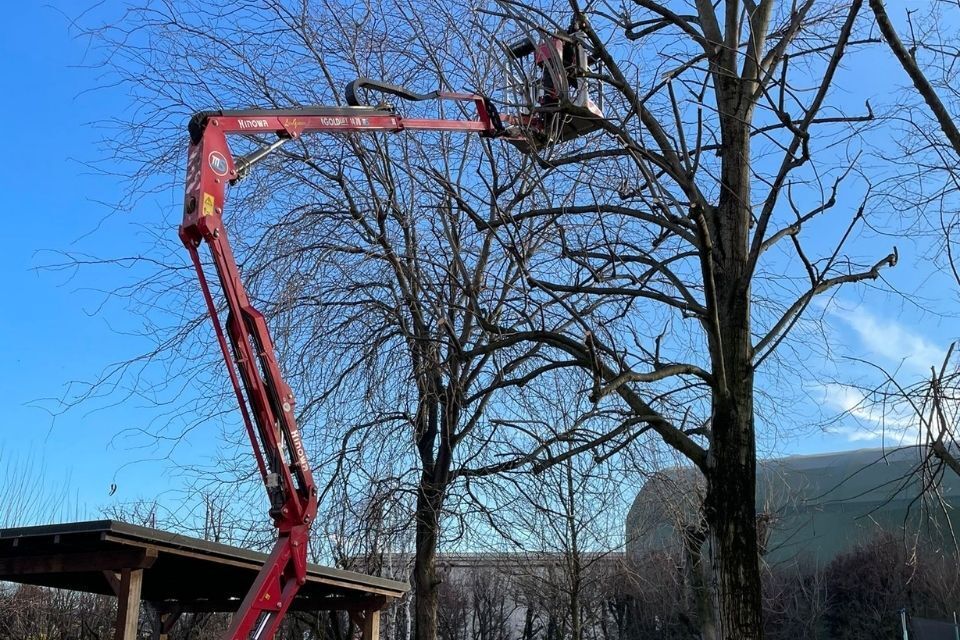 Intervento di Potatura giardini Reggio nell'Emilia