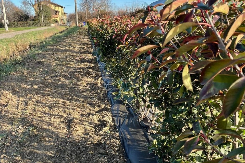 irrigazione e manutenzione del verde a Reggio nell'Emilia