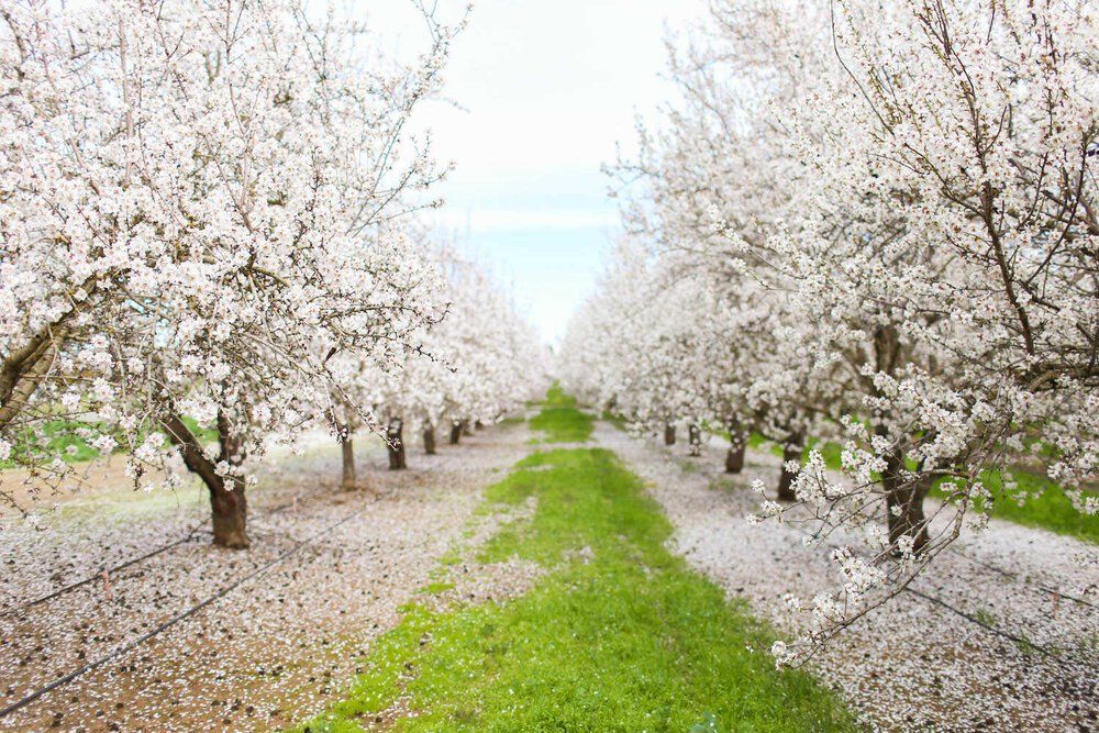 Photo of an Orchard in Bloom