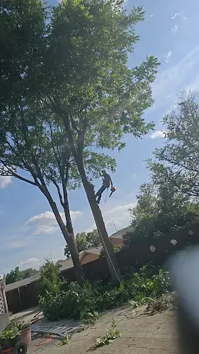Person trimming a tall tree with a chainsaw, outdoors in a sunny residential area.