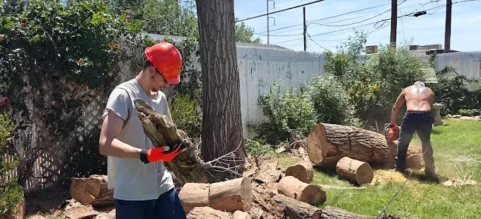 Two people cutting wood in a backyard. One wears a hard hat, the other cuts a log shirtless.