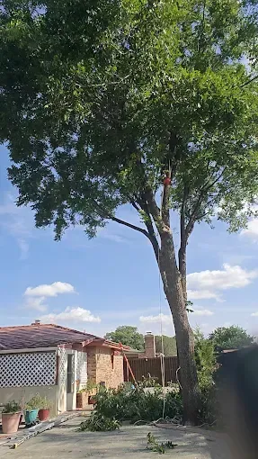 Tree being trimmed, branches on the ground. Brick buildings and blue sky in background.
