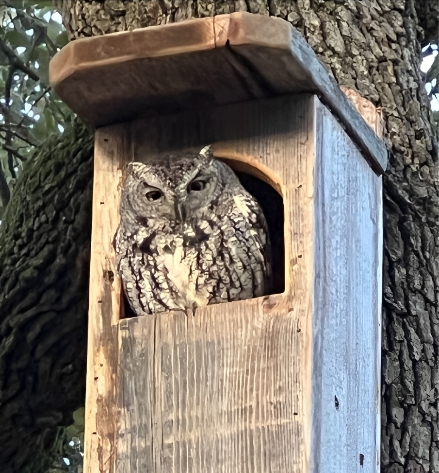 An owl is sitting in a wooden birdhouse