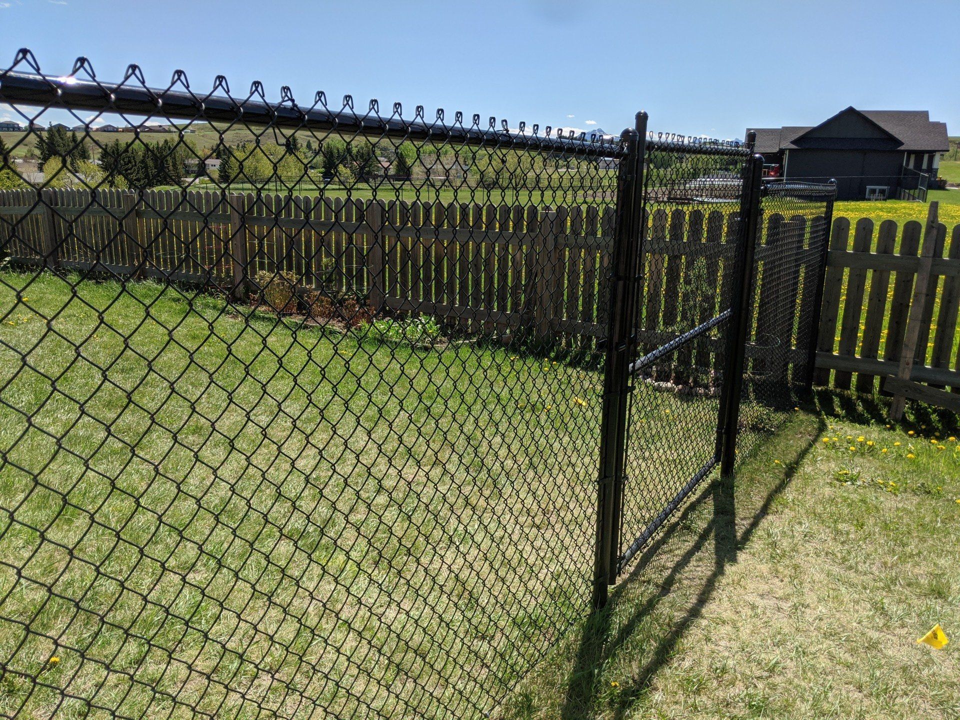 Black chain link fence with a gate, green grass, and a wooden fence in the background.