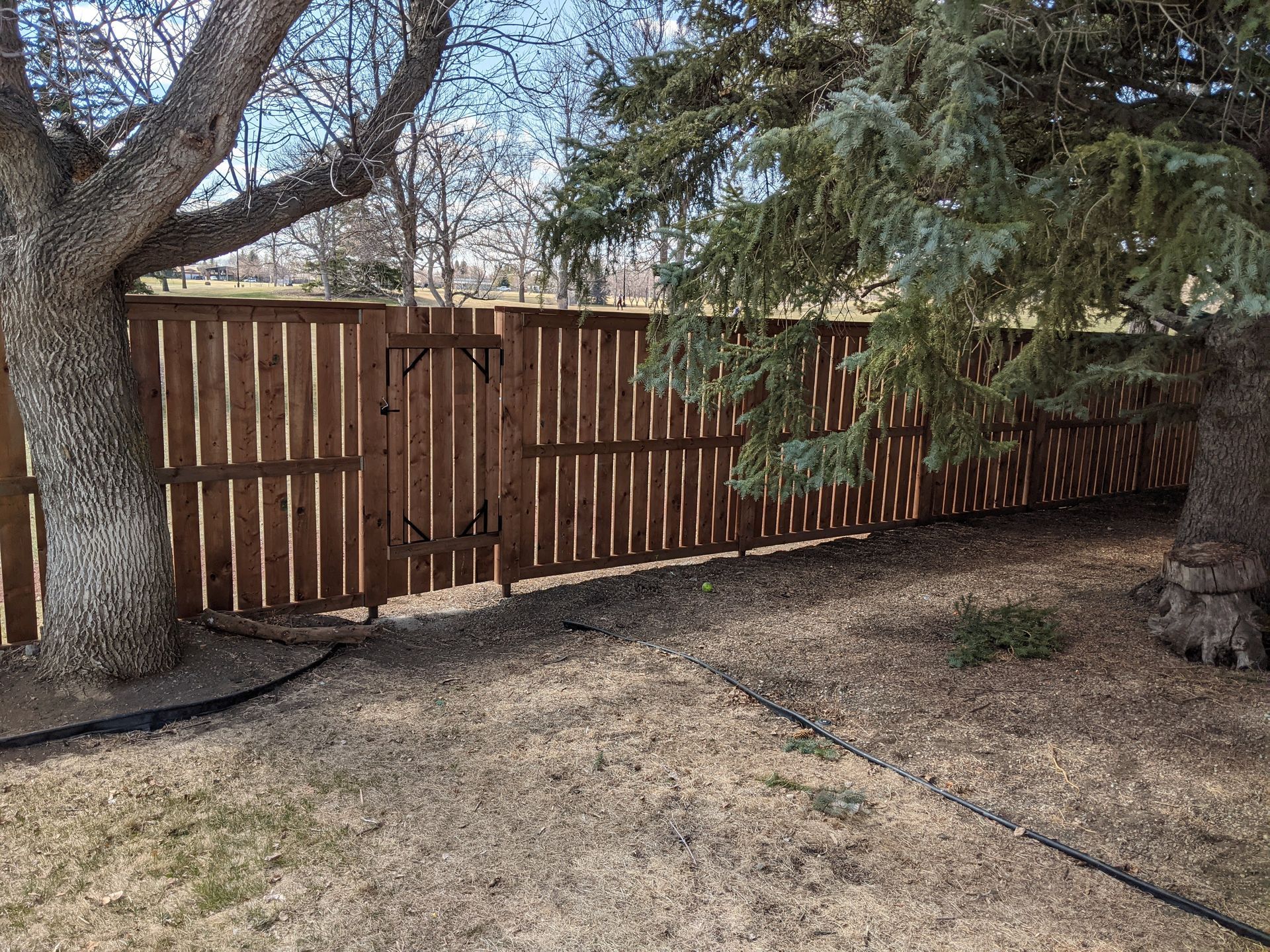 Brown wooden fence with gate between two trees in a yard with dry grass.