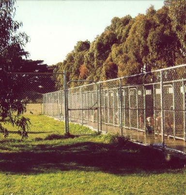 Our Cudgee dog boarding kennels