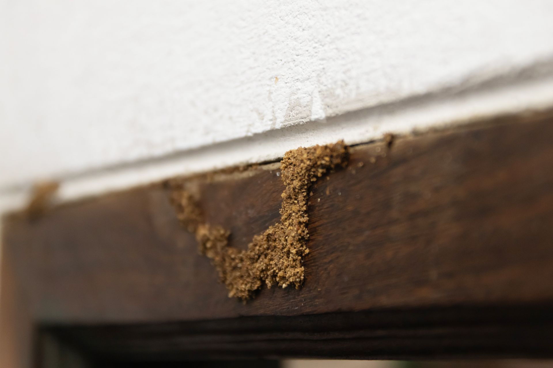 Brown termite mud tubes on a wooden door frame, near a white wall.