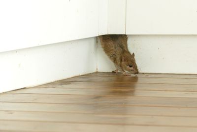 A brown rat peeking from beneath a white cabinet in a corner on a wooden floor.
