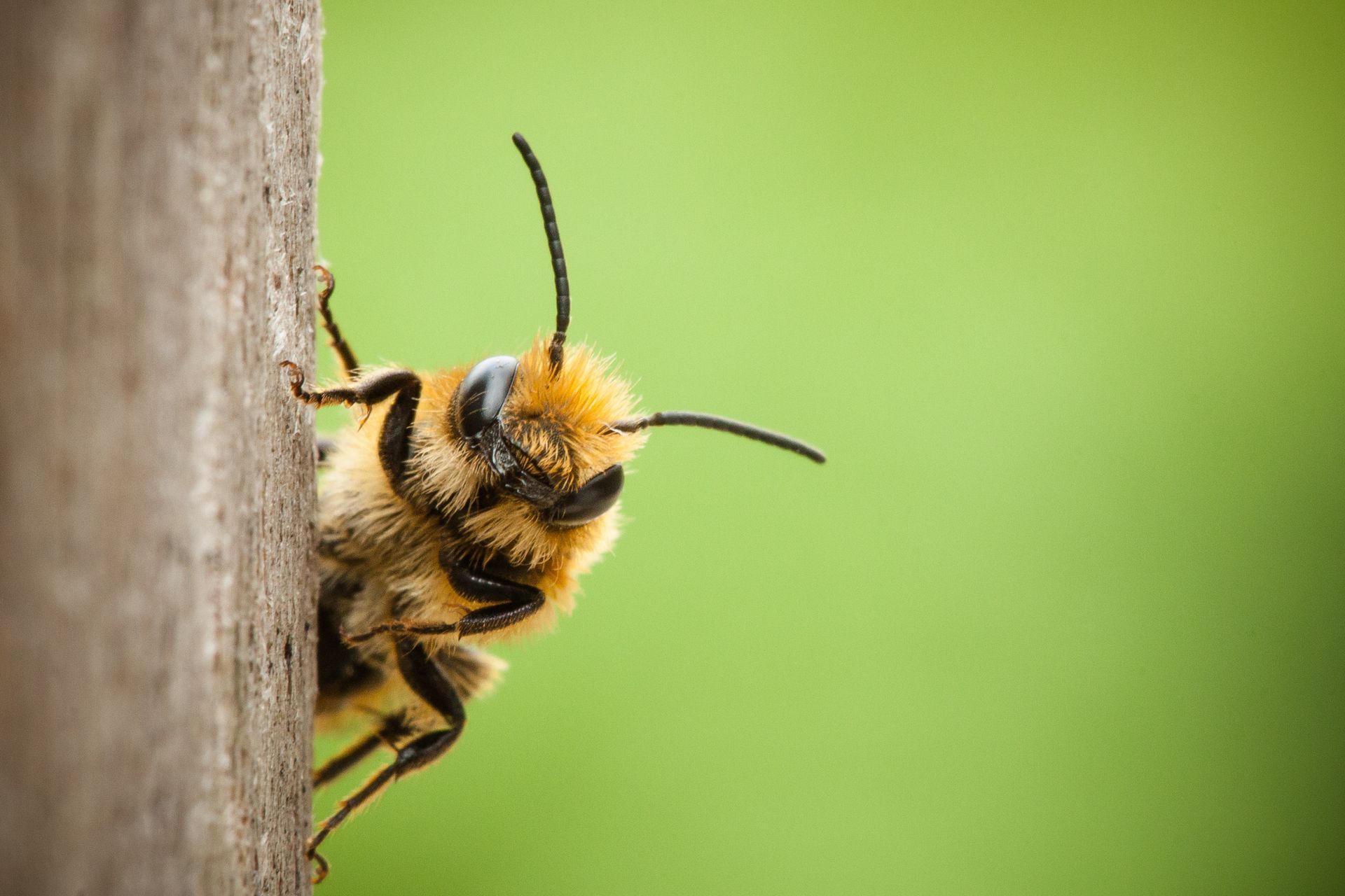 Bee peers from behind wood, fuzzy yellow and black, with green background.