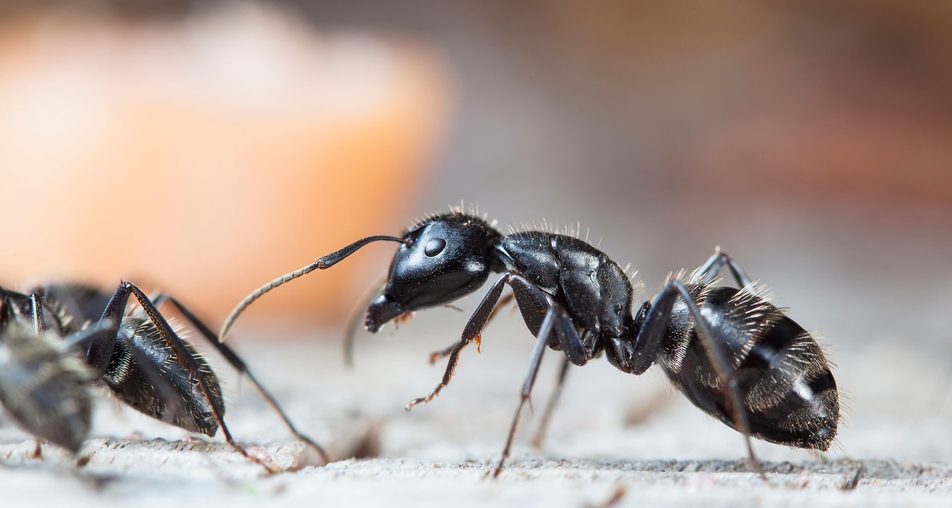 Two black ants close up; one with head raised, other facing.