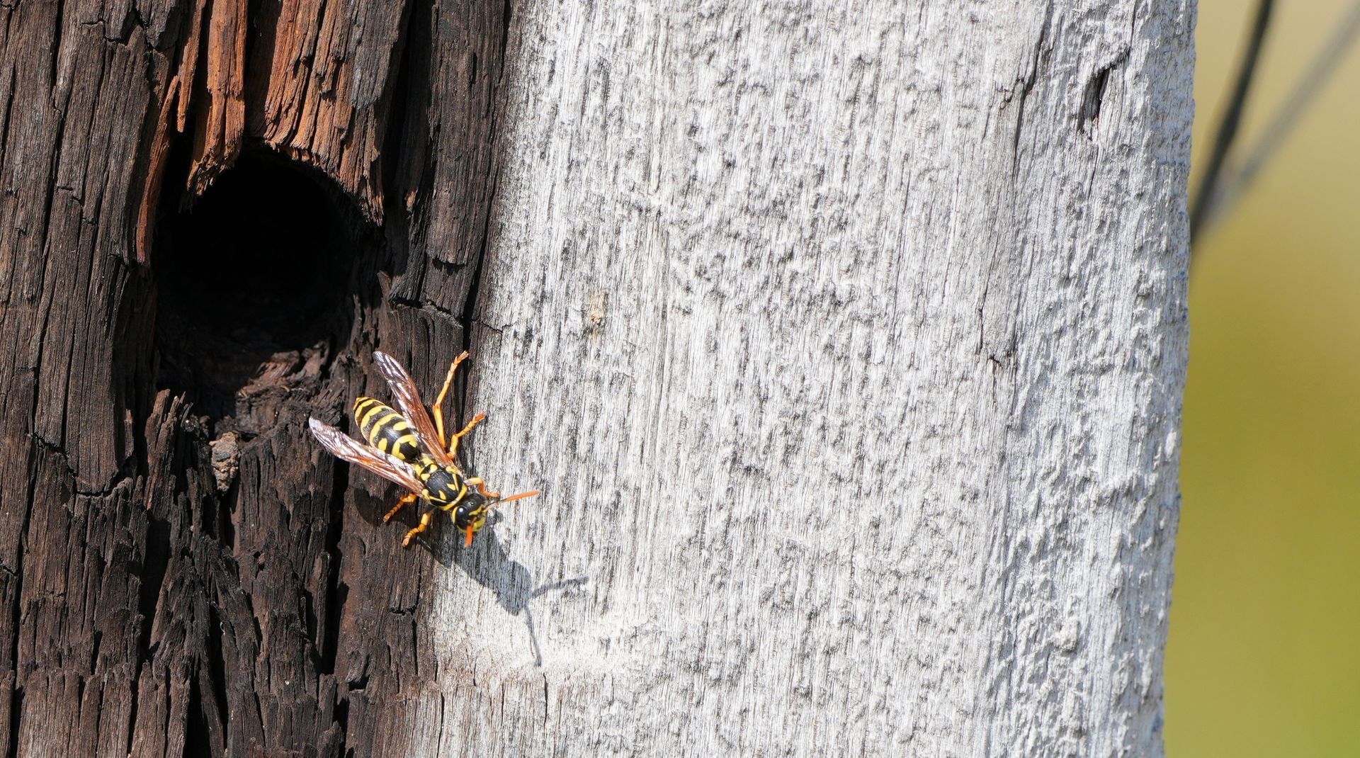 Wasp near a hole in a wooden post; yellow and black stripes, shadows cast, natural light.