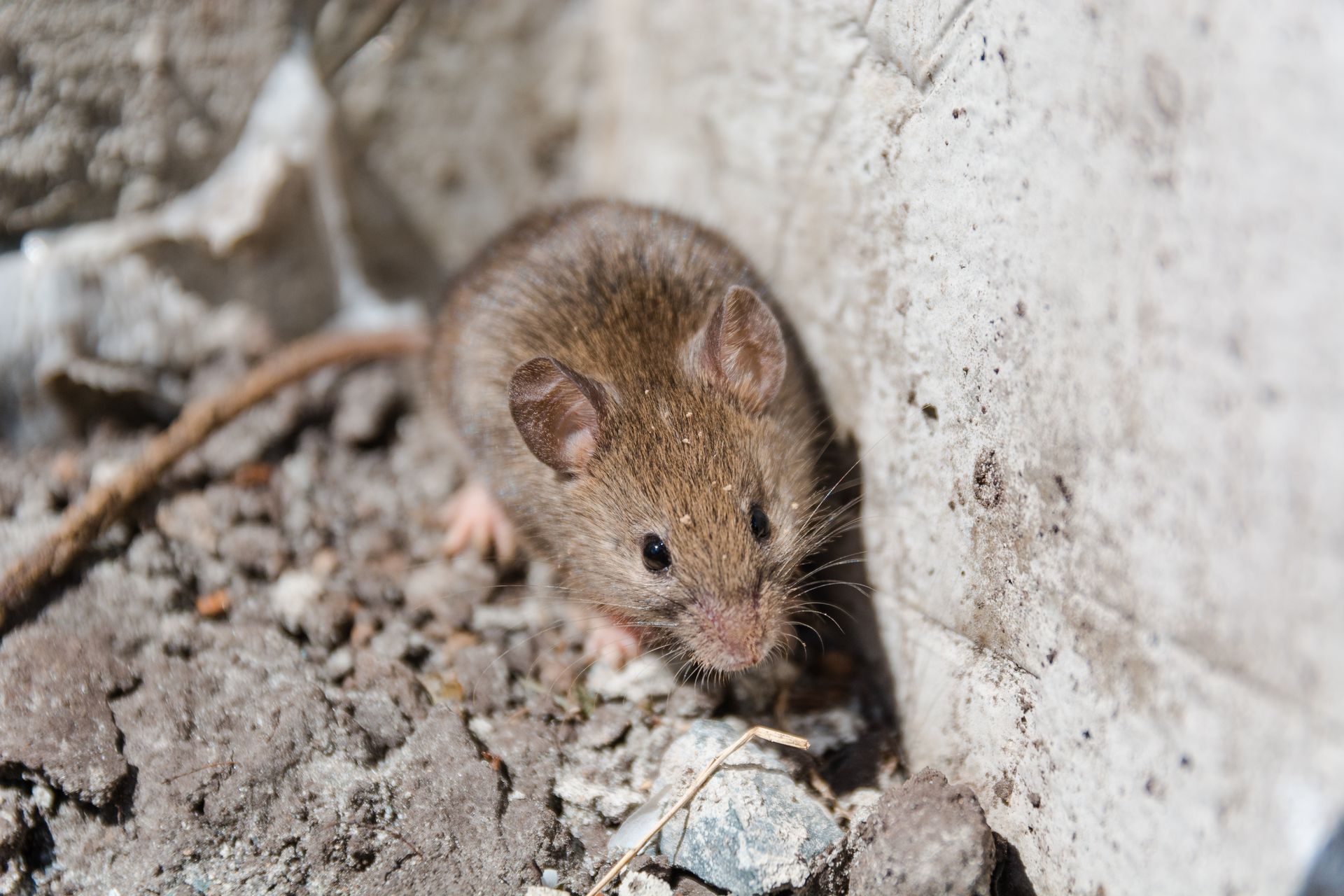 Brown mouse near a concrete wall, on a pile of dirt and gravel.