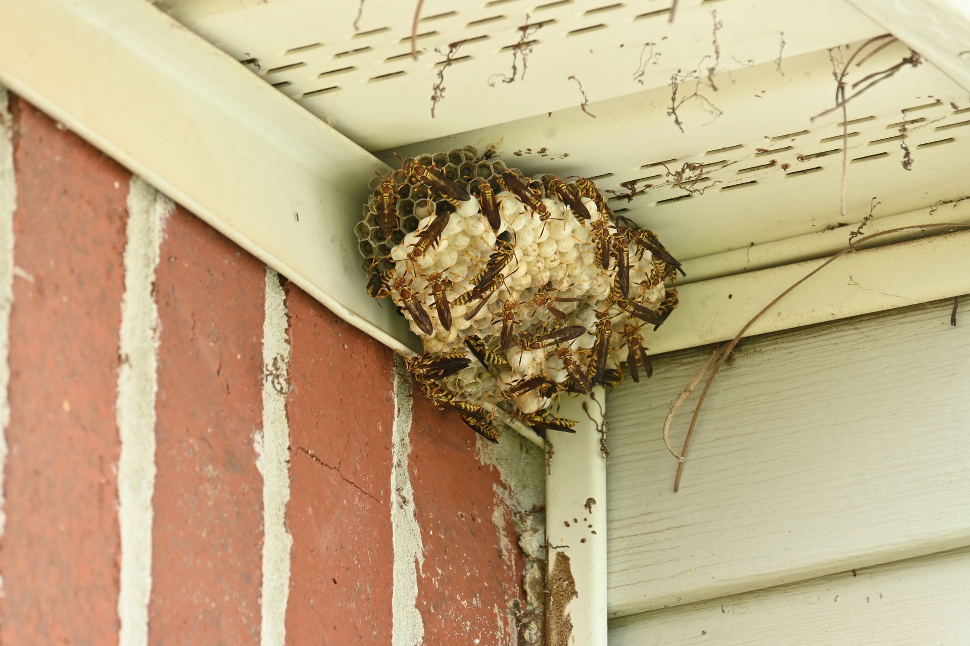 Wasp nest attached to the corner of a brick wall and white siding. Yellow and brown wasps visible.