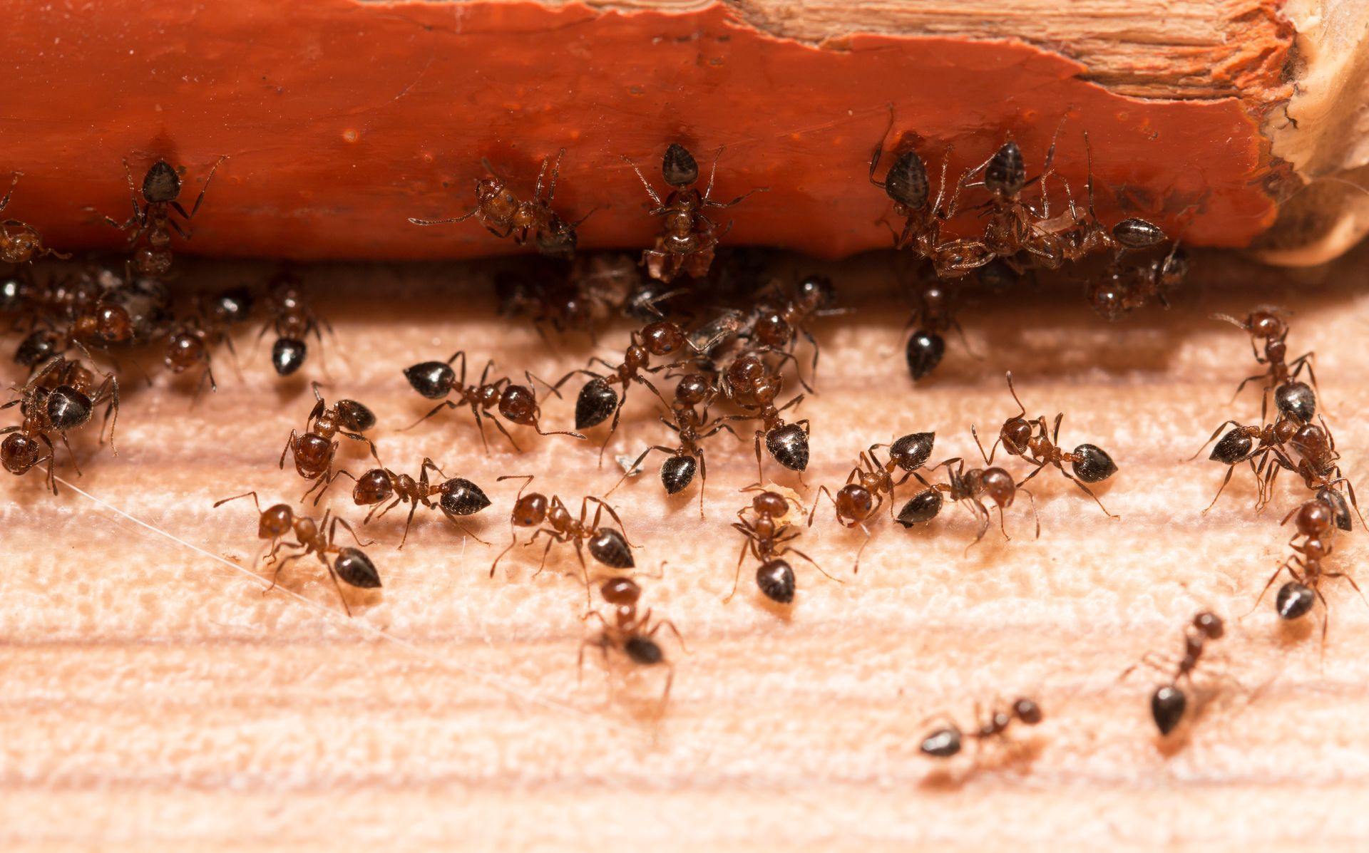 Ants crawling on a wooden surface, near a reddish-brown object.