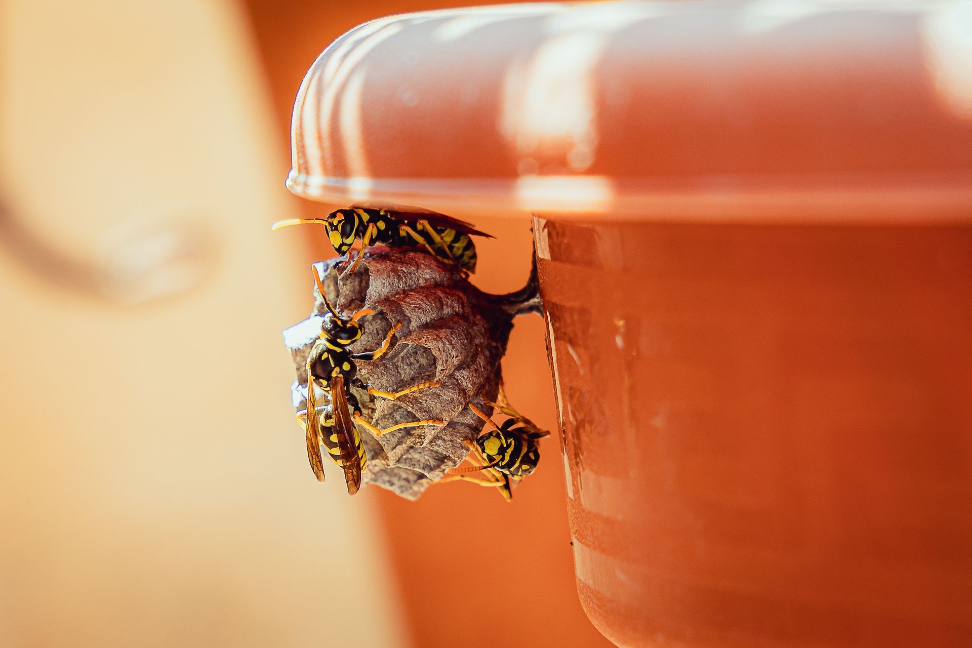 Wasps building a nest under an orange flowerpot; several wasps are visible.