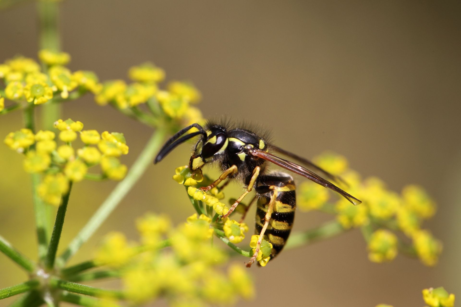 Yellow jacket wasp on yellow flowers.