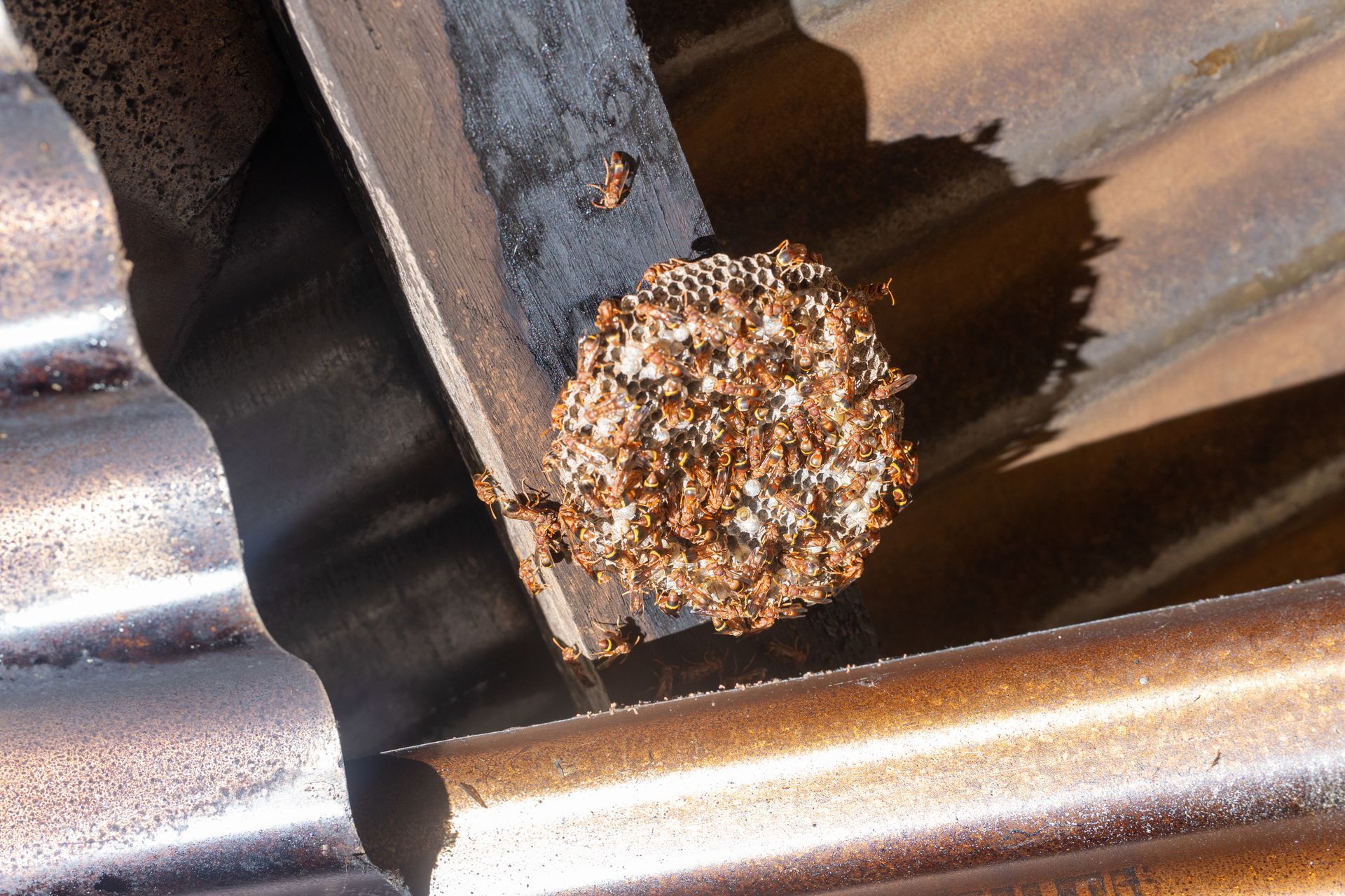 Beehive attached to a wooden beam above a corrugated metal roof. Brown and white colors.
