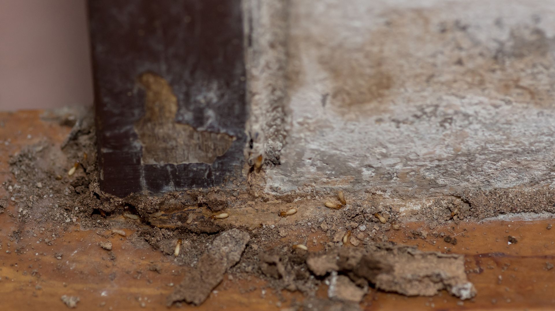 Termite damage on wood frame near wall; debris and insects visible. Termite damage on wood frame near wall; debris and insects visible.