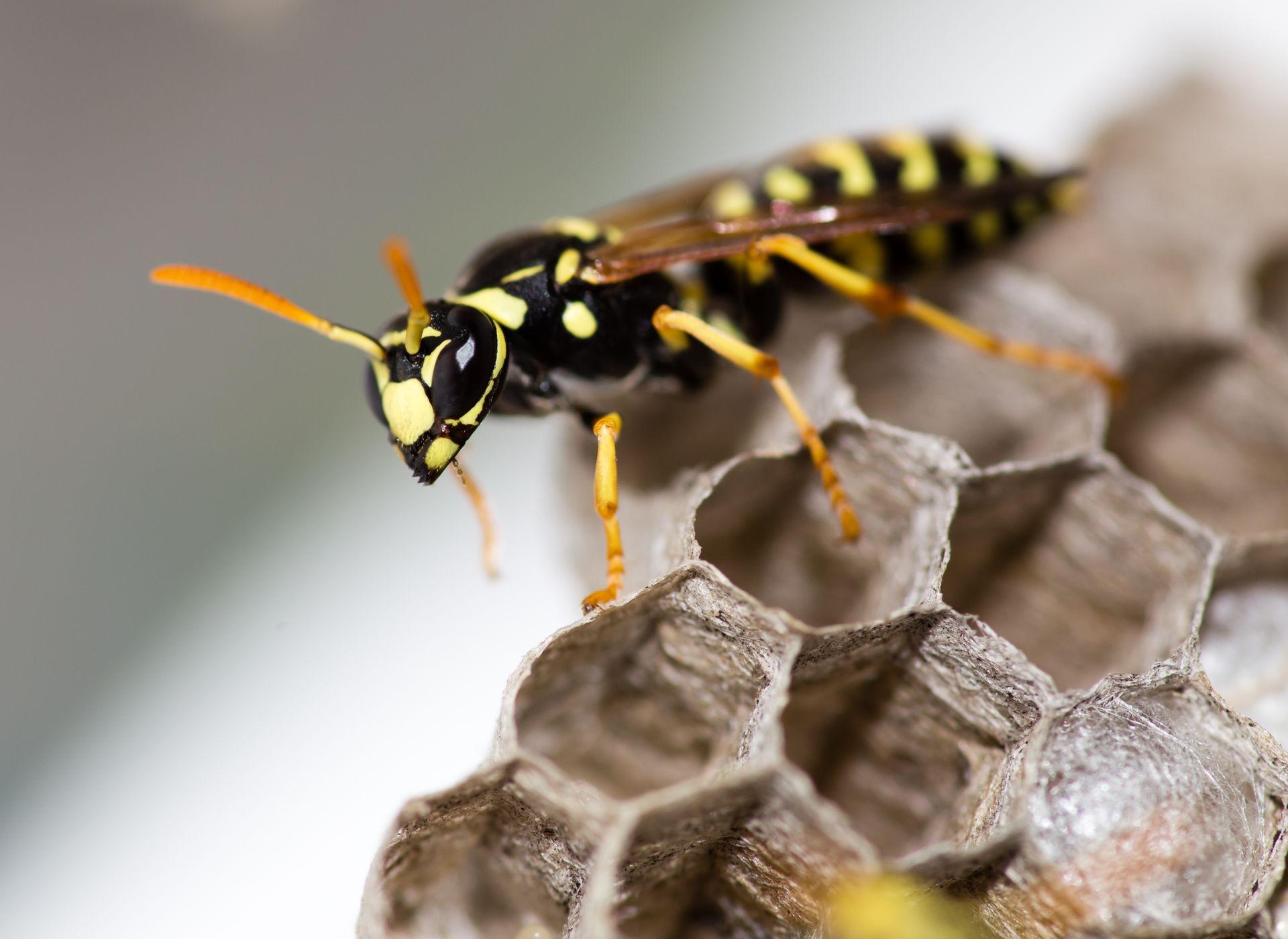 Yellow jacket wasp on a honeycomb nest, black and yellow stripes, close-up.