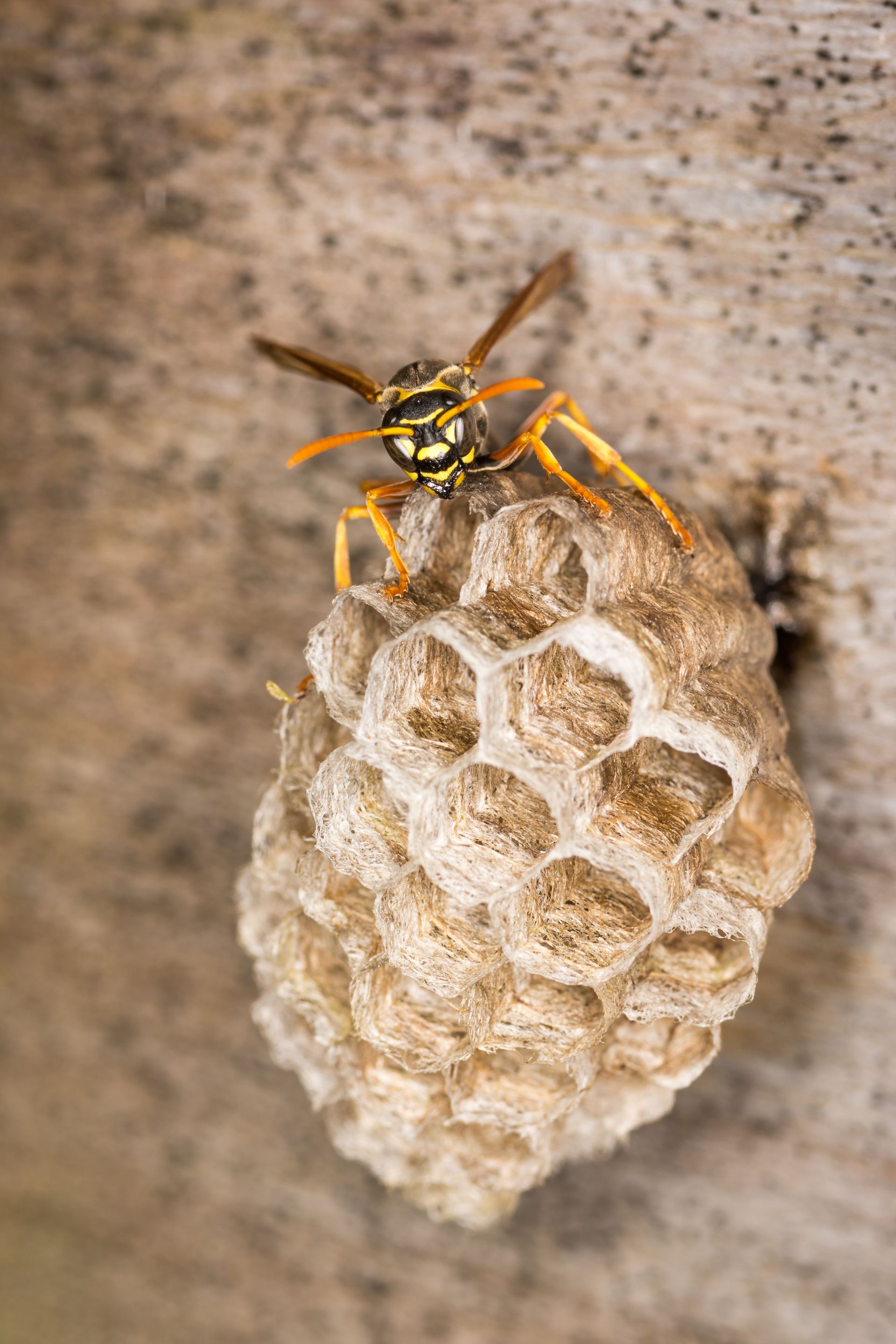 Yellow and black wasp on a tan, hexagonal nest attached to a rough, brown surface.