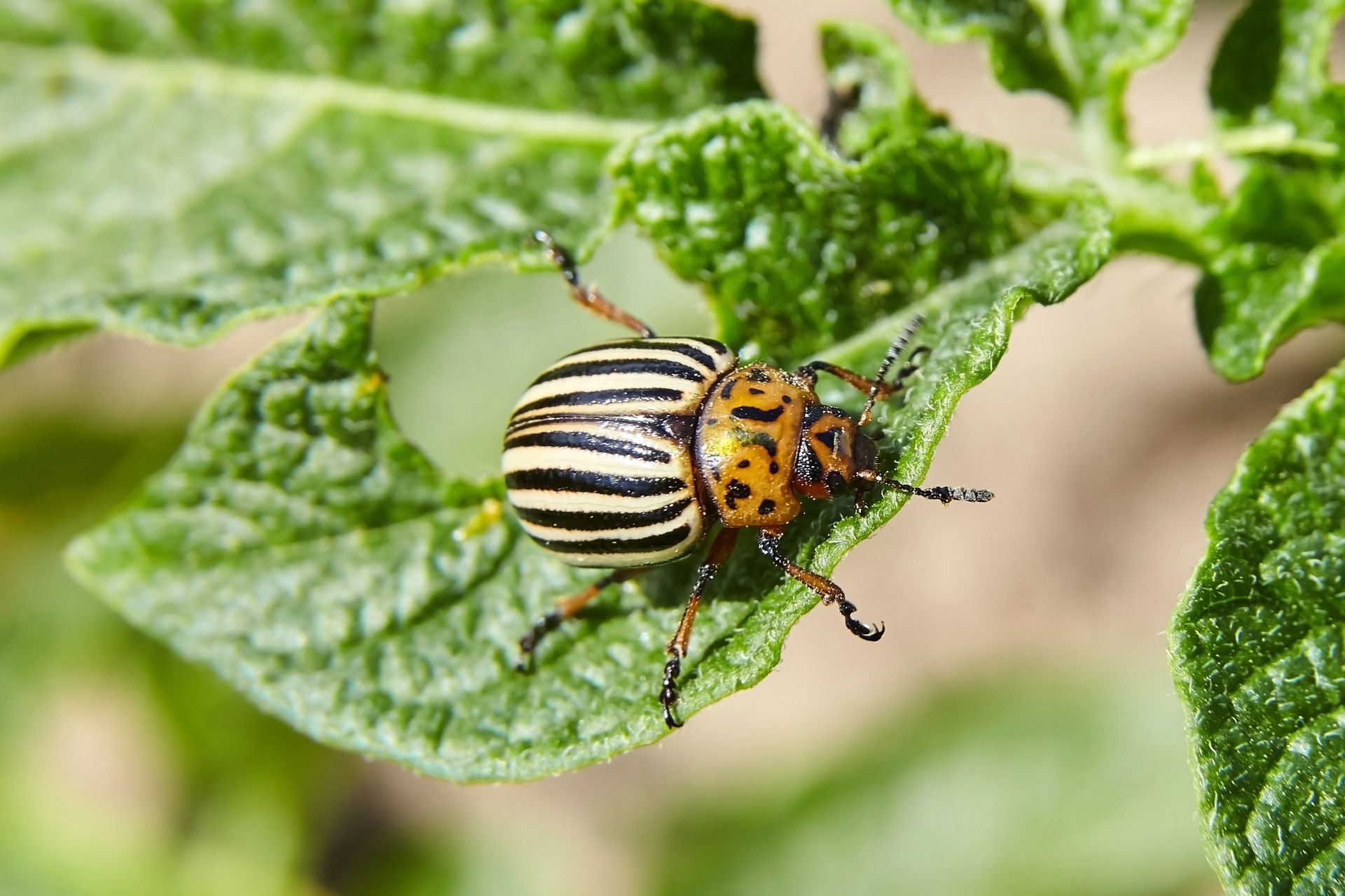 Colorado potato beetle with black and yellow stripes on a green potato plant leaf.