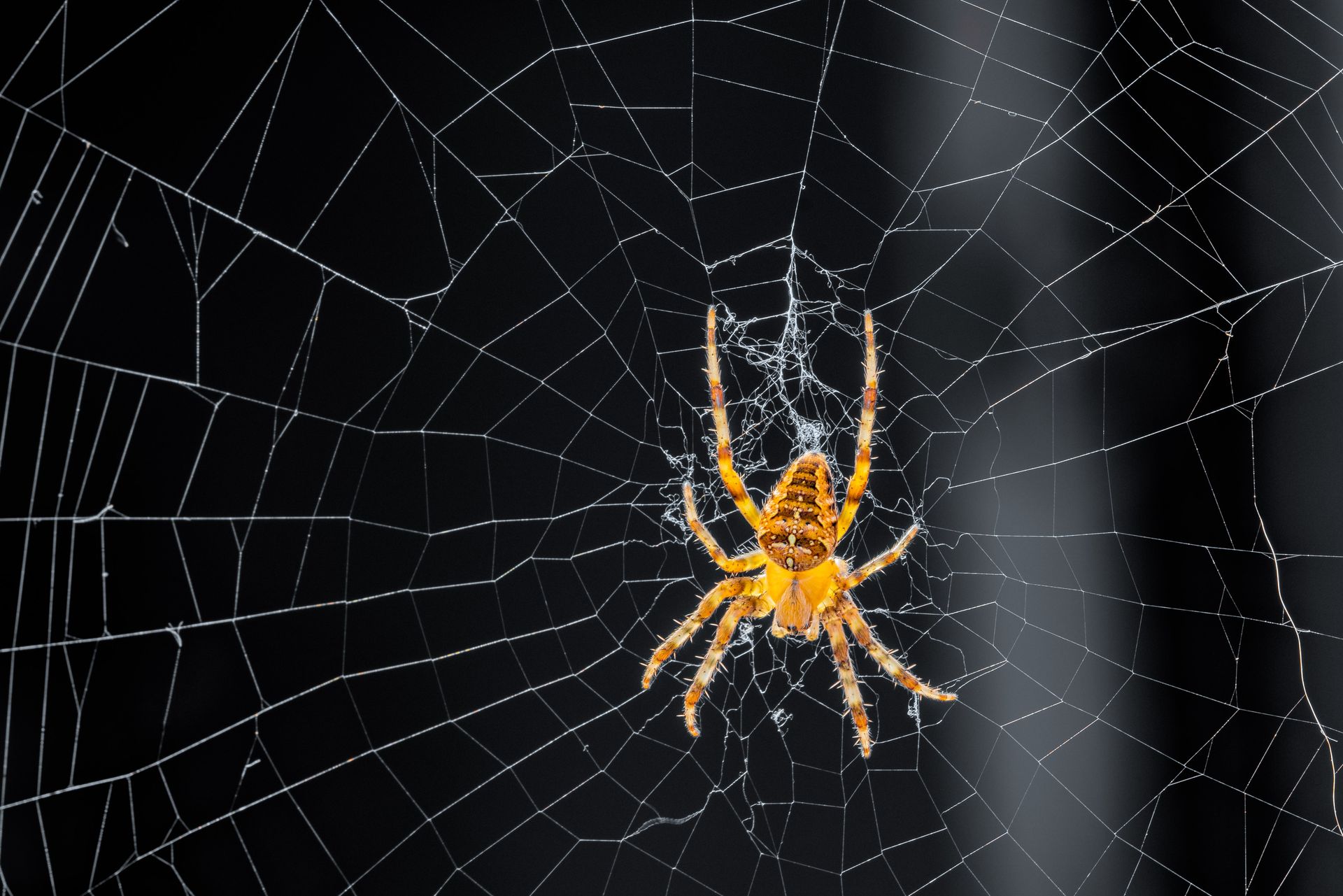 Yellow spider in the center of a spiderweb, with a dark background.