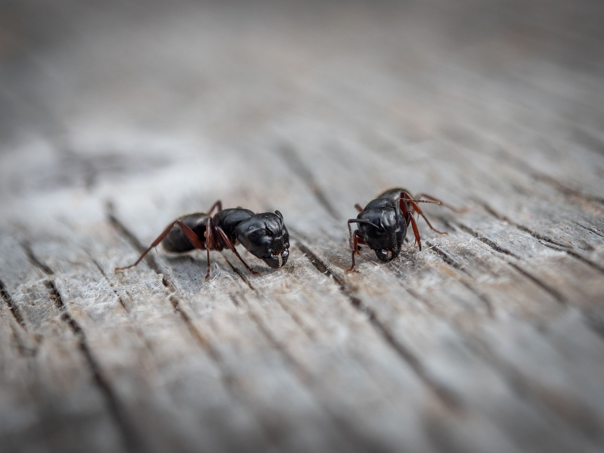 Two black ants on weathered gray wood.