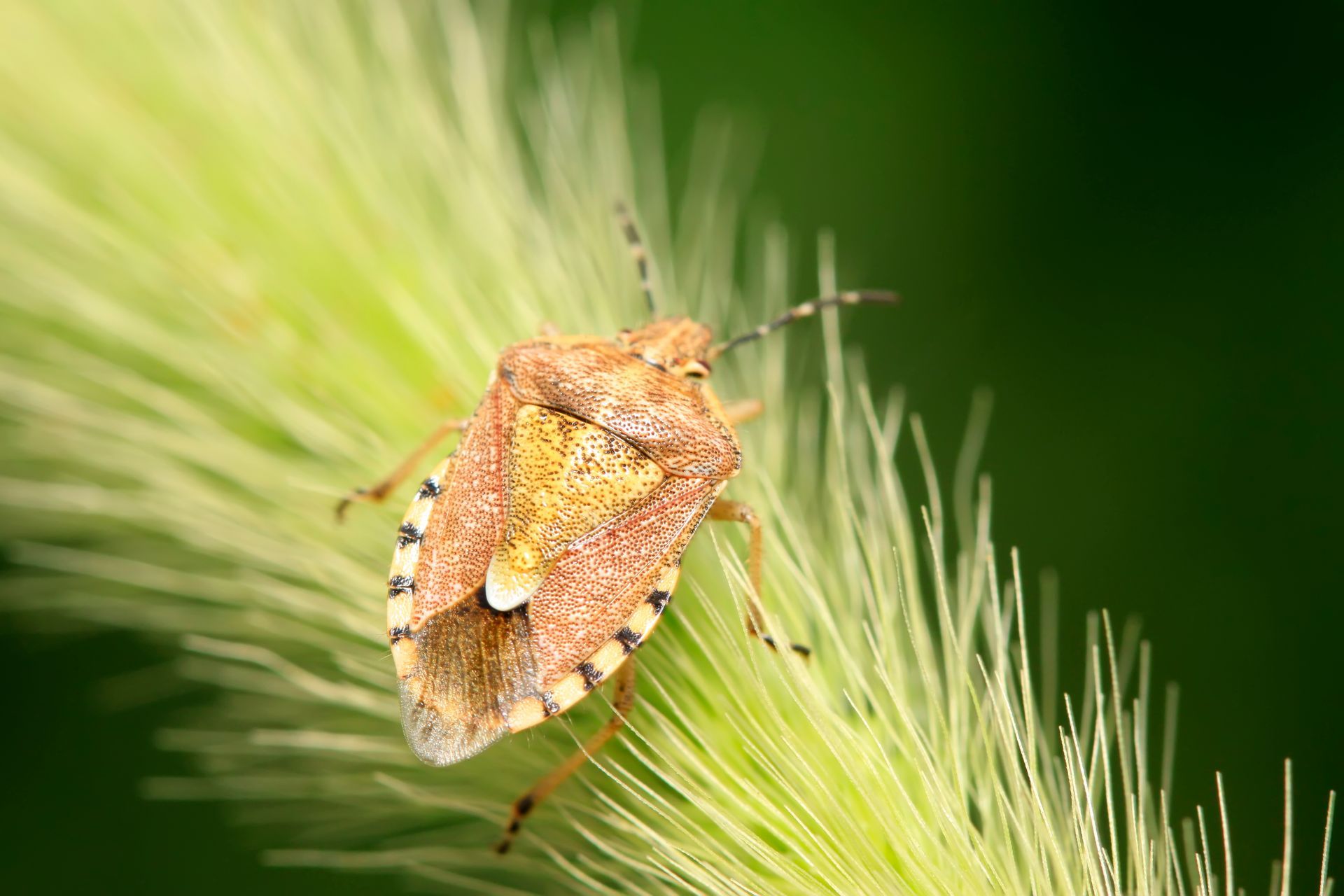Brown shield bug on green plant stem.