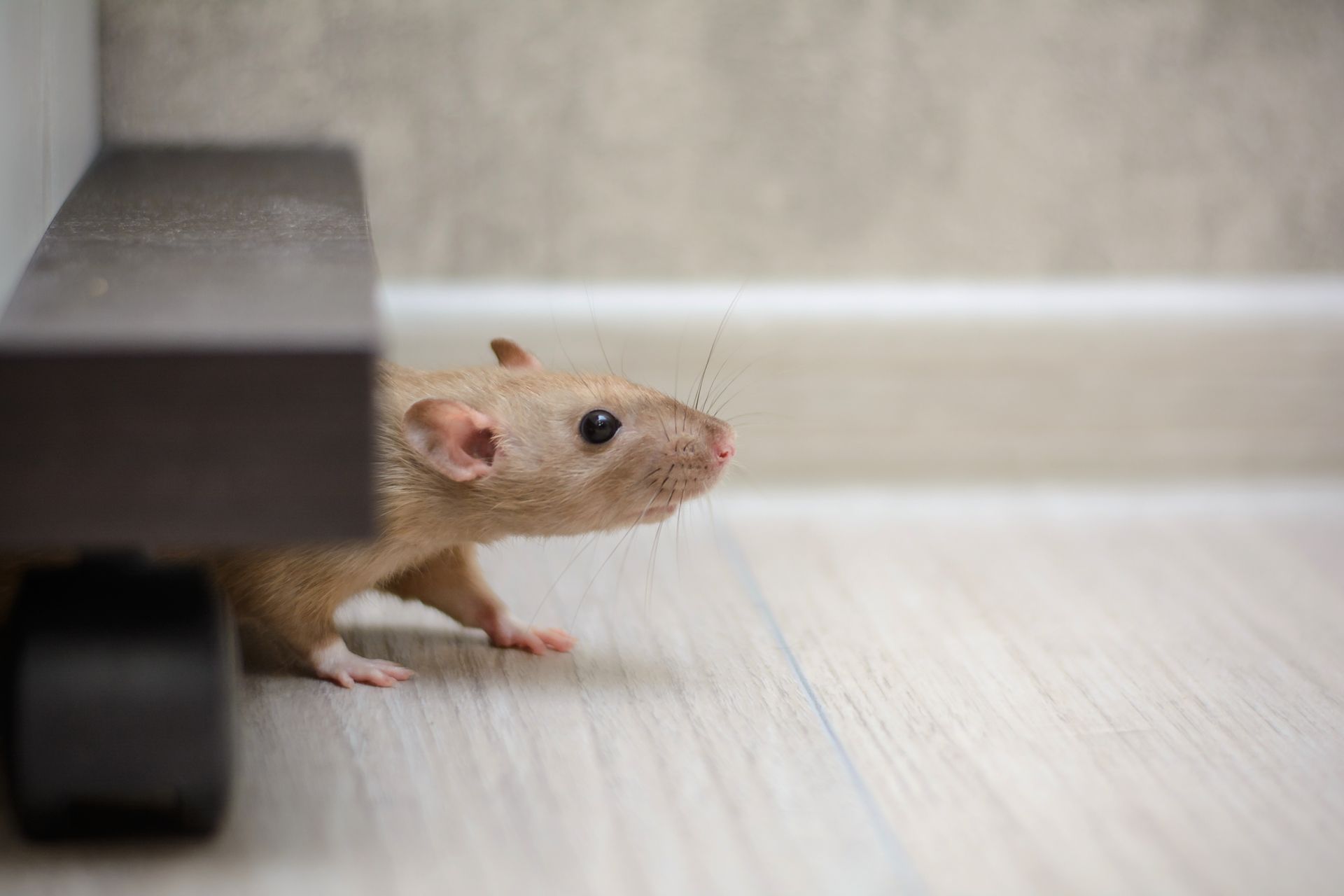 Tan rat peeking from under a dark brown cabinet on a light wood floor.