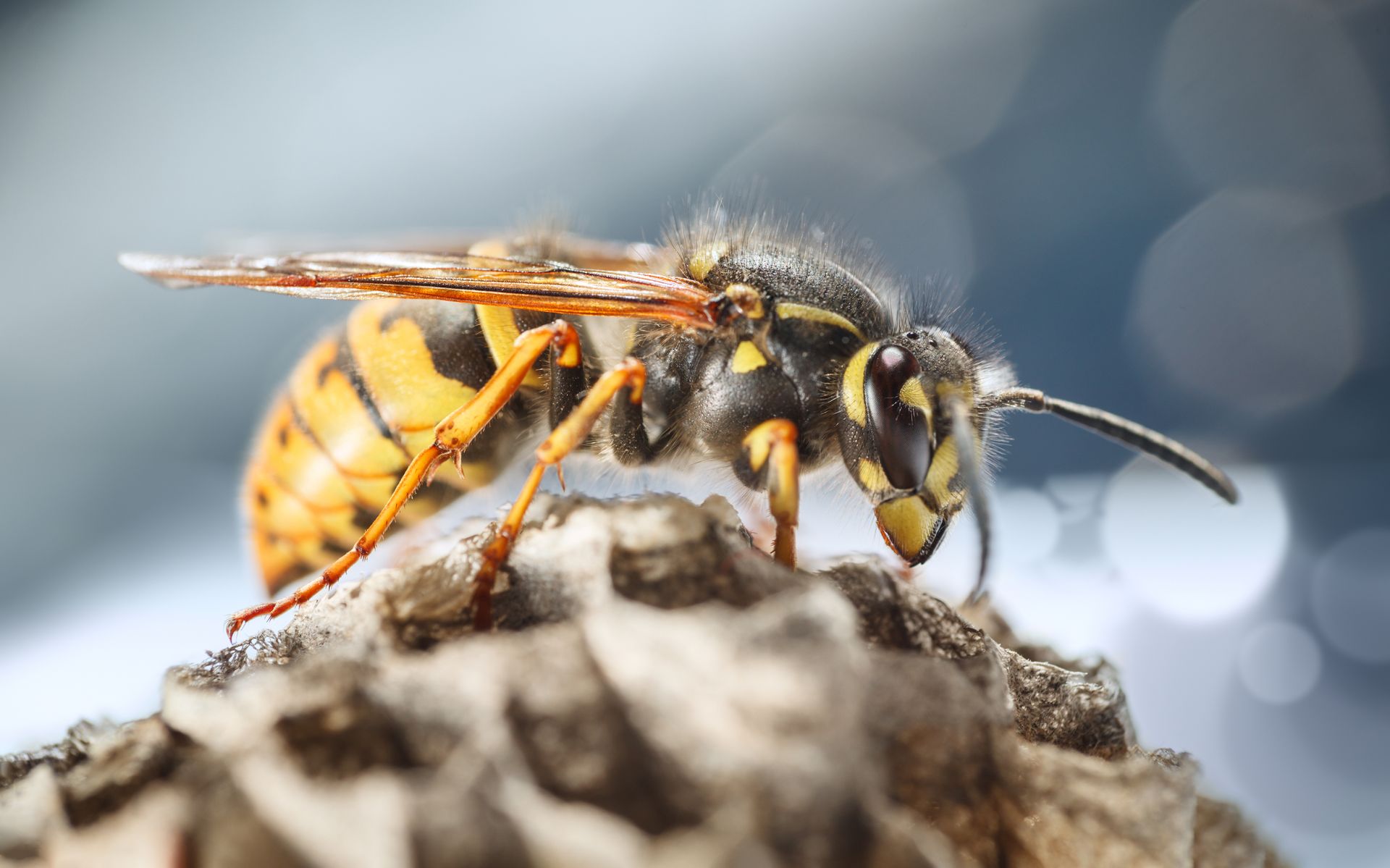 Yellow and black wasp perched on its nest.
