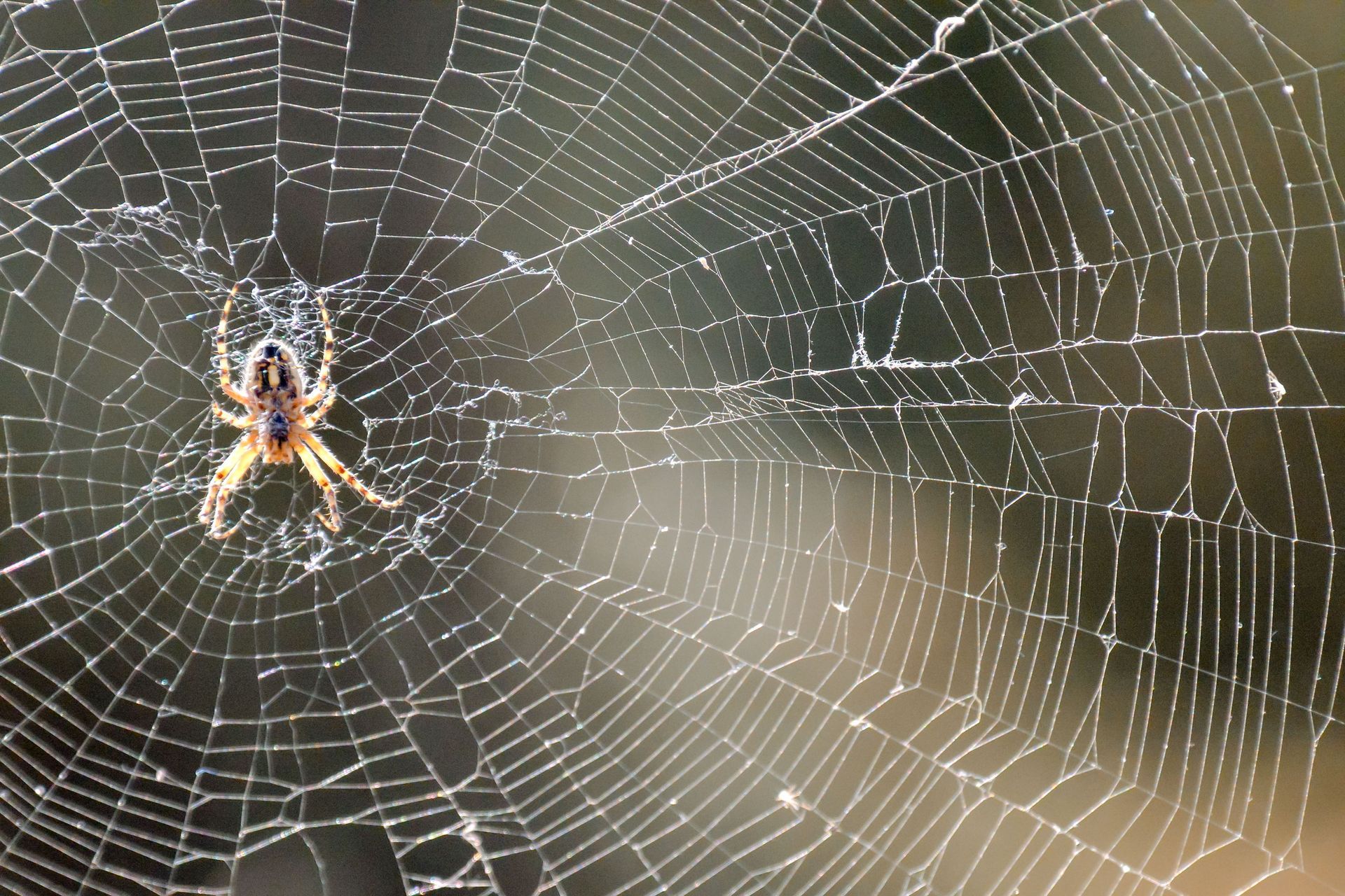 Spider on a web, showcasing radial design with fine threads; natural light, outdoor setting.