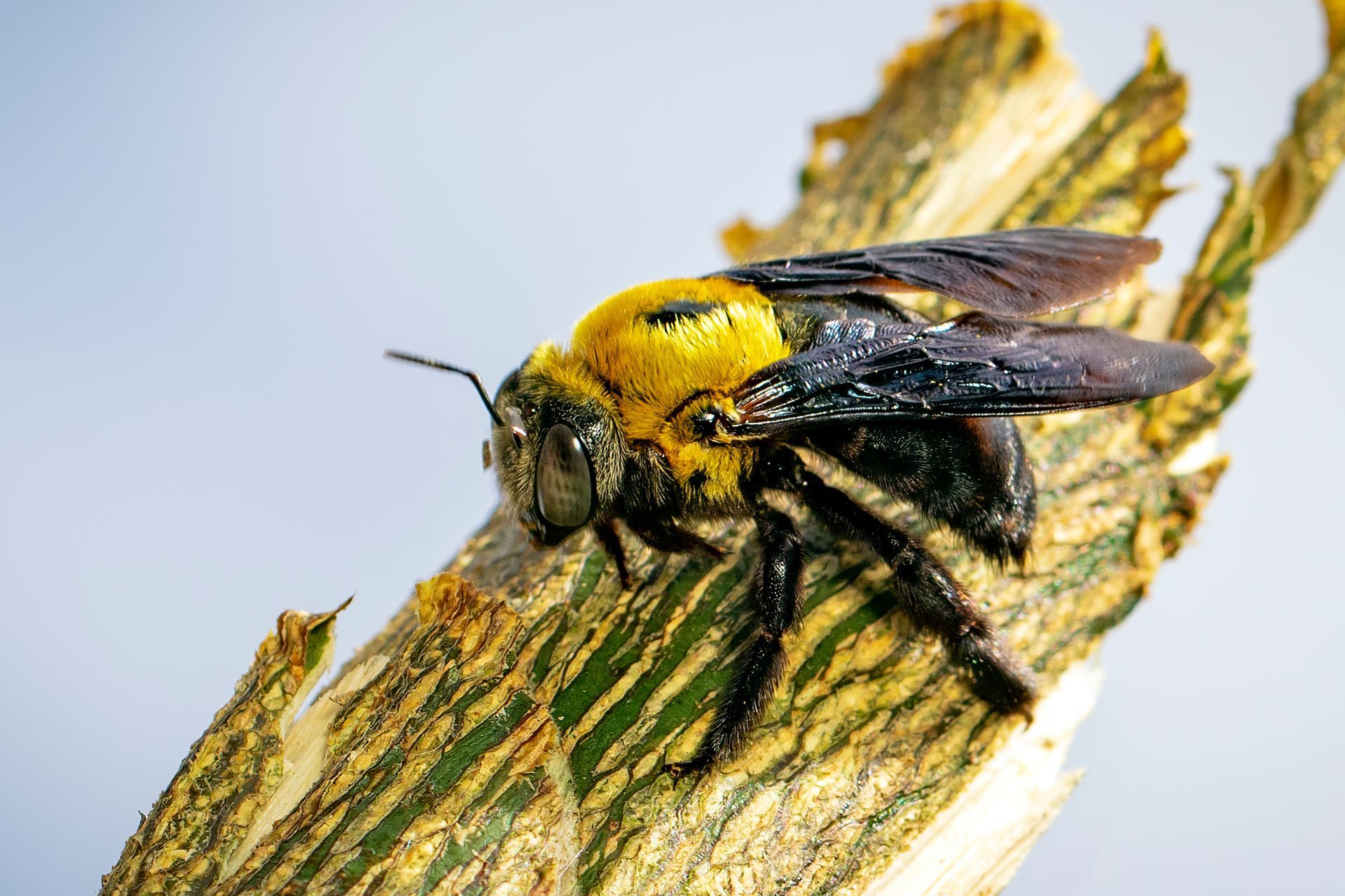 Carpenter bee with yellow thorax and black wings, perched on a wooden twig.