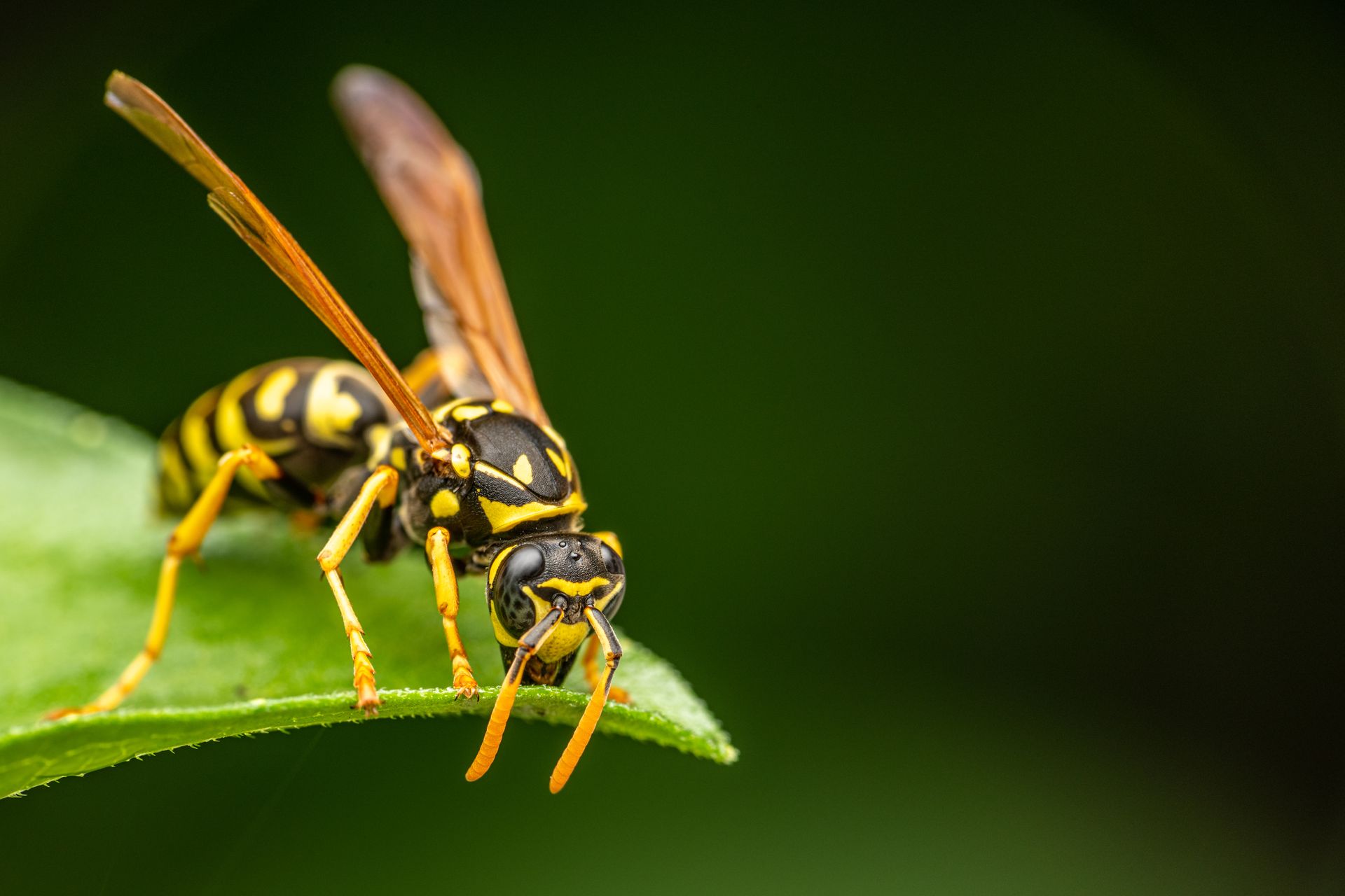 Yellow and black wasp on a green leaf against a dark green background.
