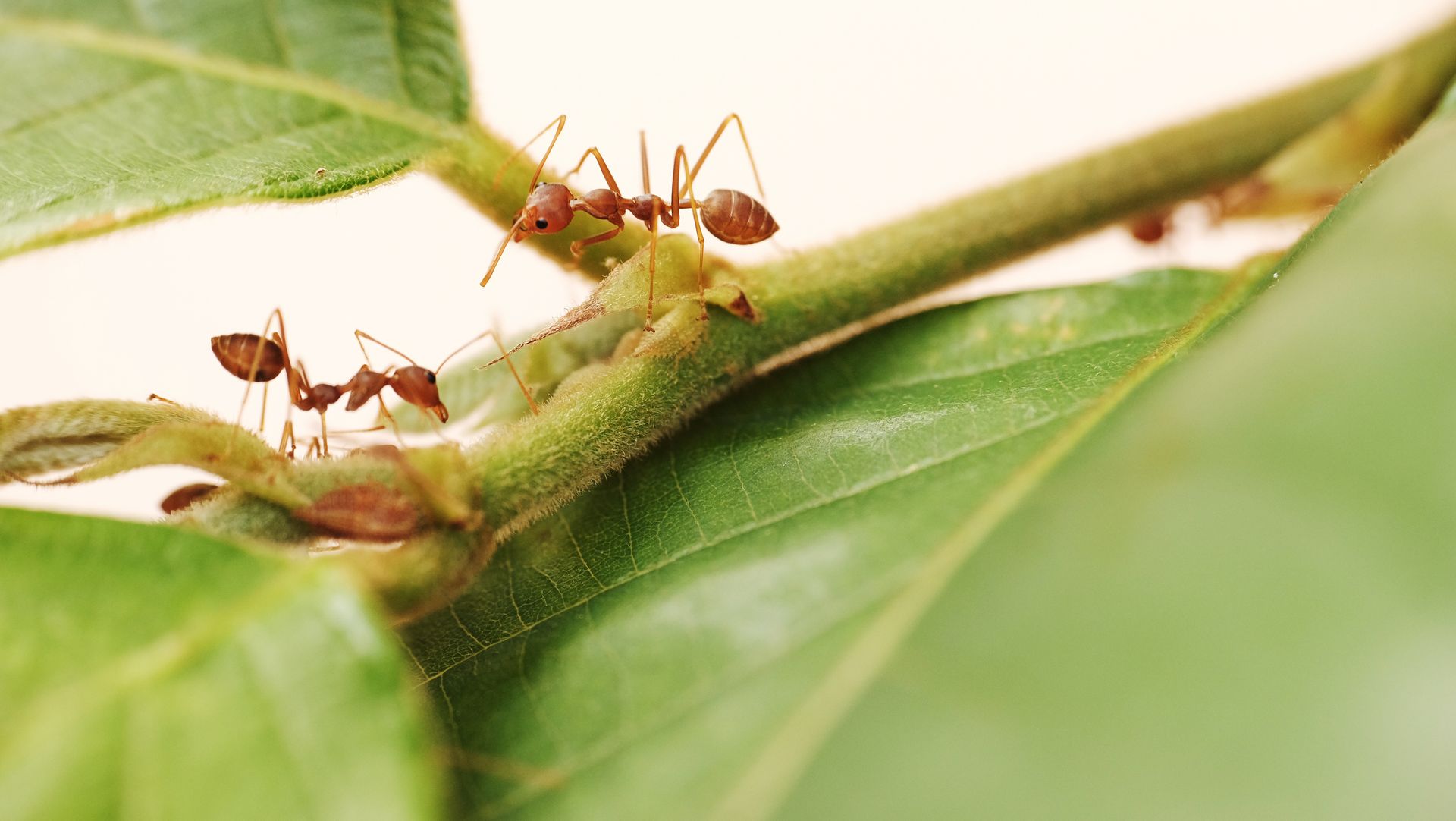 Termites clustered on a dark, textured surface; several have large, reddish heads.
