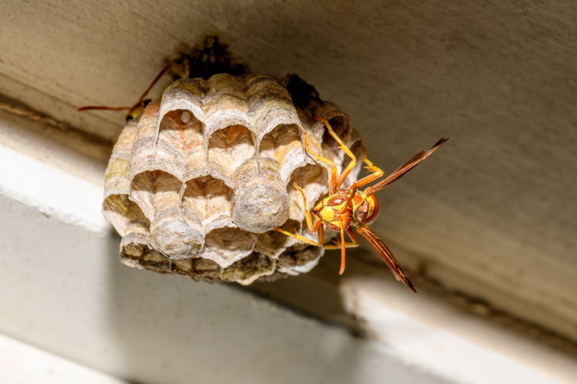 Wasp nest attached to a white surface; yellow wasps guard the honeycomb structure.