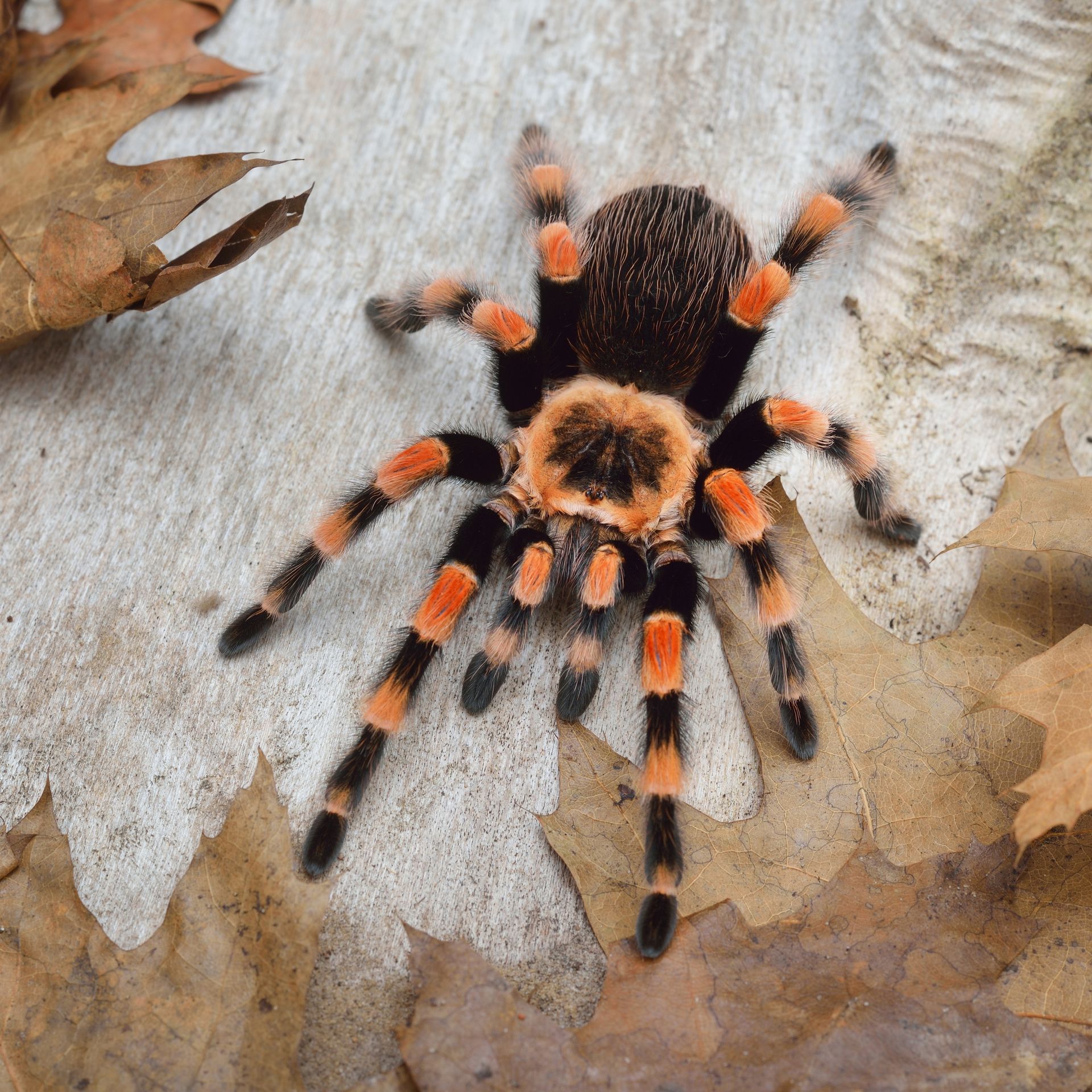 Mexican red-kneed tarantula with black and orange banded legs, resting on a beige surface with dried leaves.