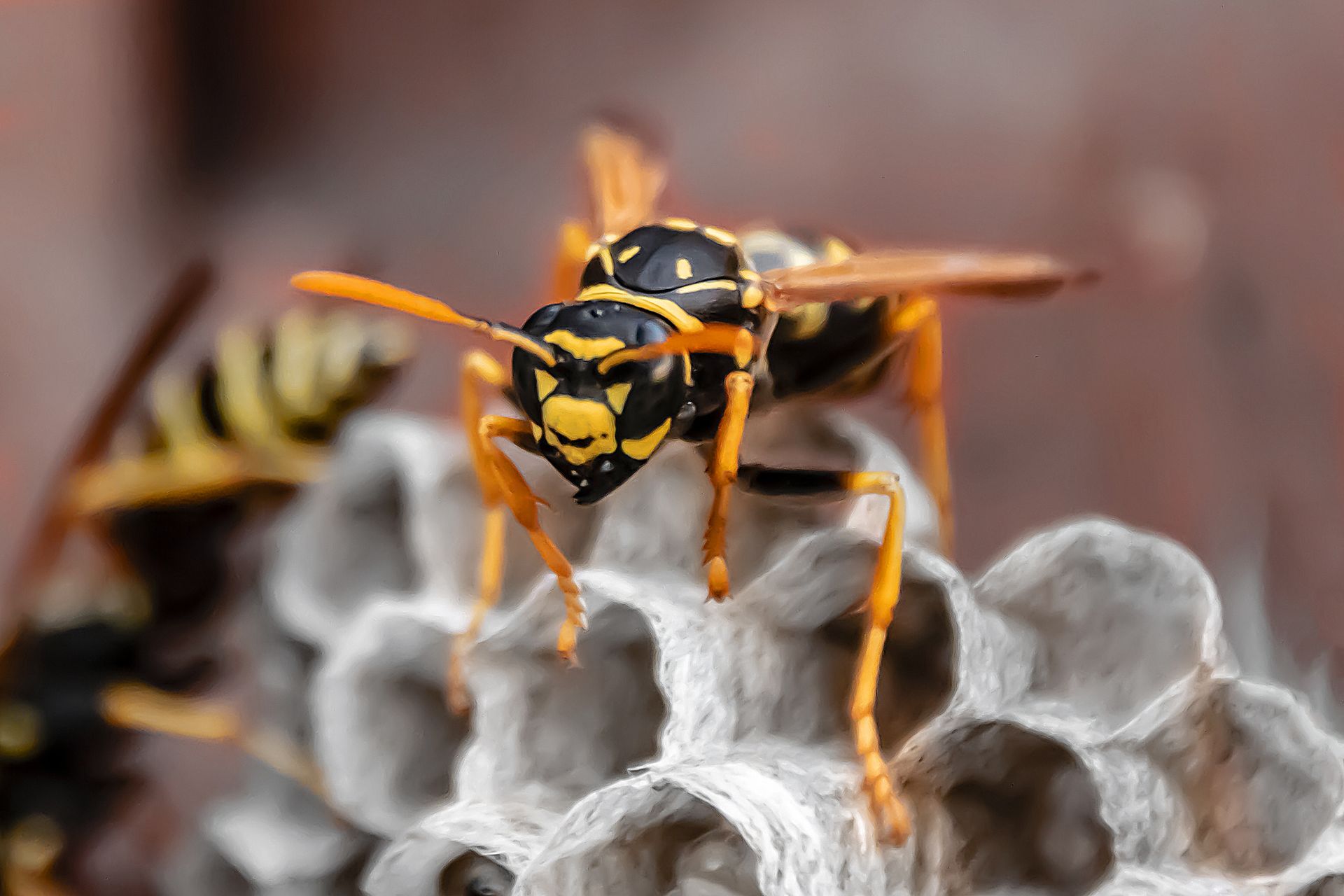 Wasp with yellow and black markings, standing on a grey nest.