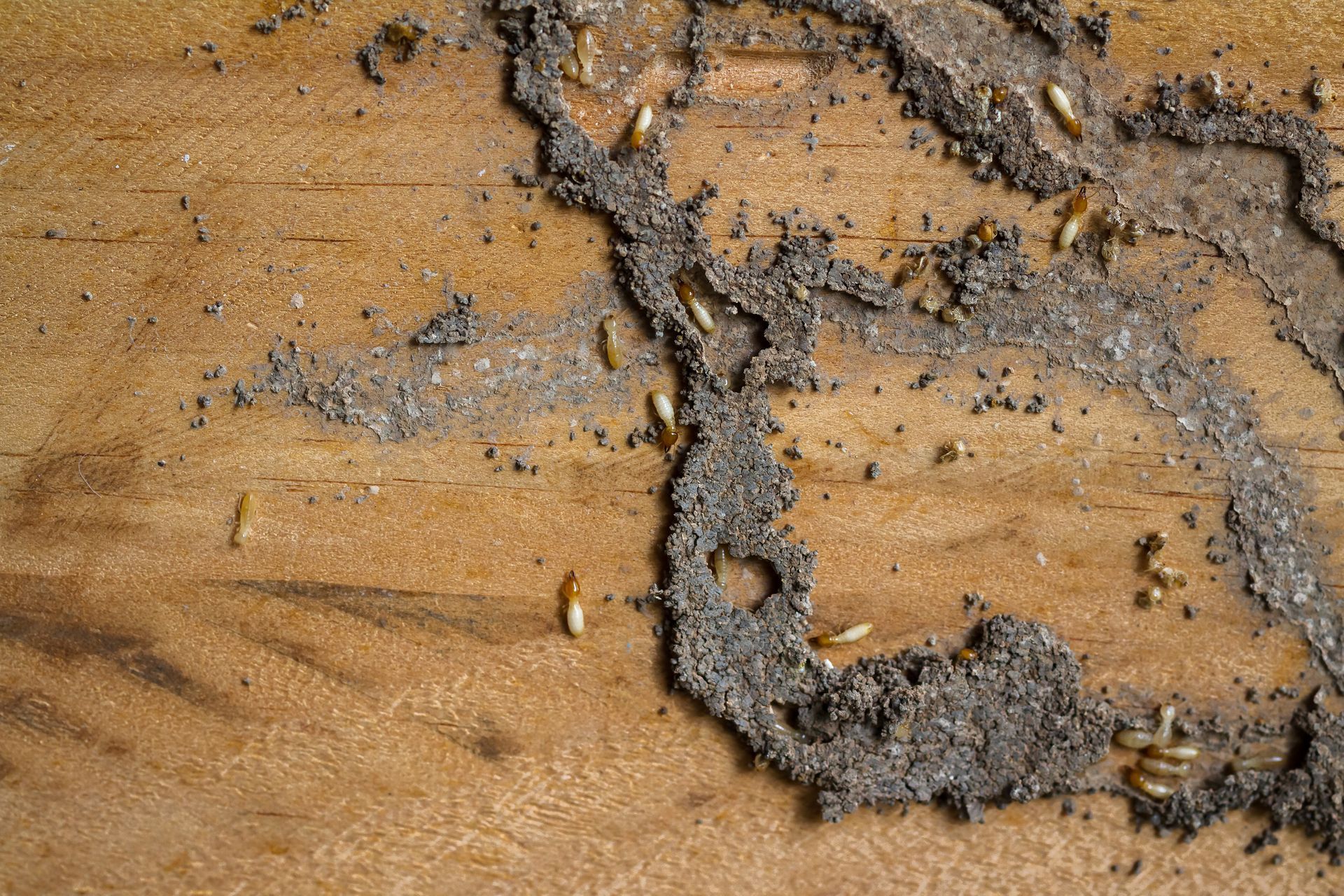 Termite damage on wood with visible termites.
