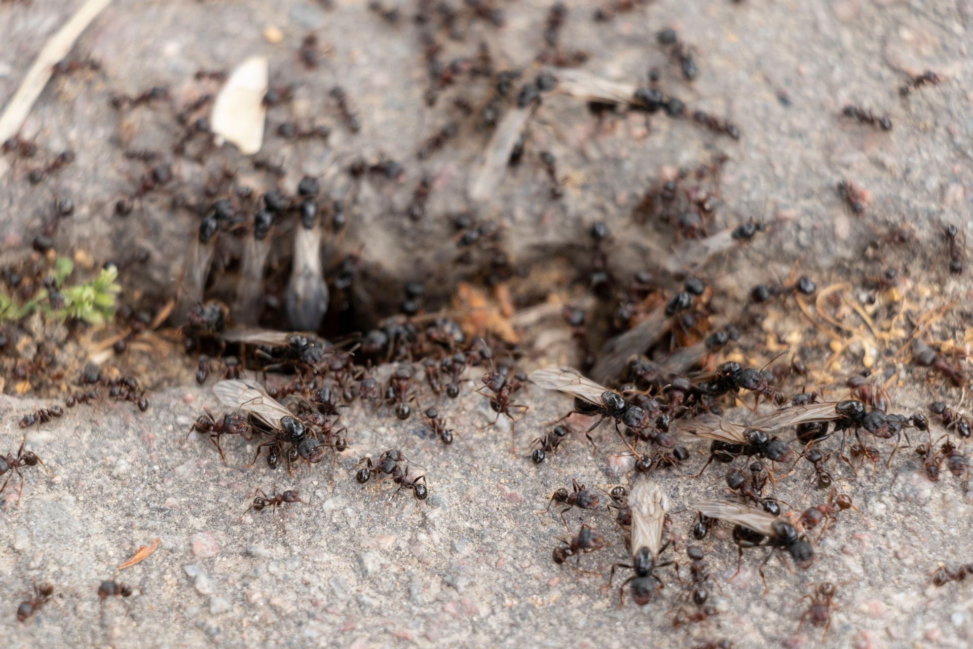 Black ants swarming around their nest entrance on gray concrete, with some winged ants visible.