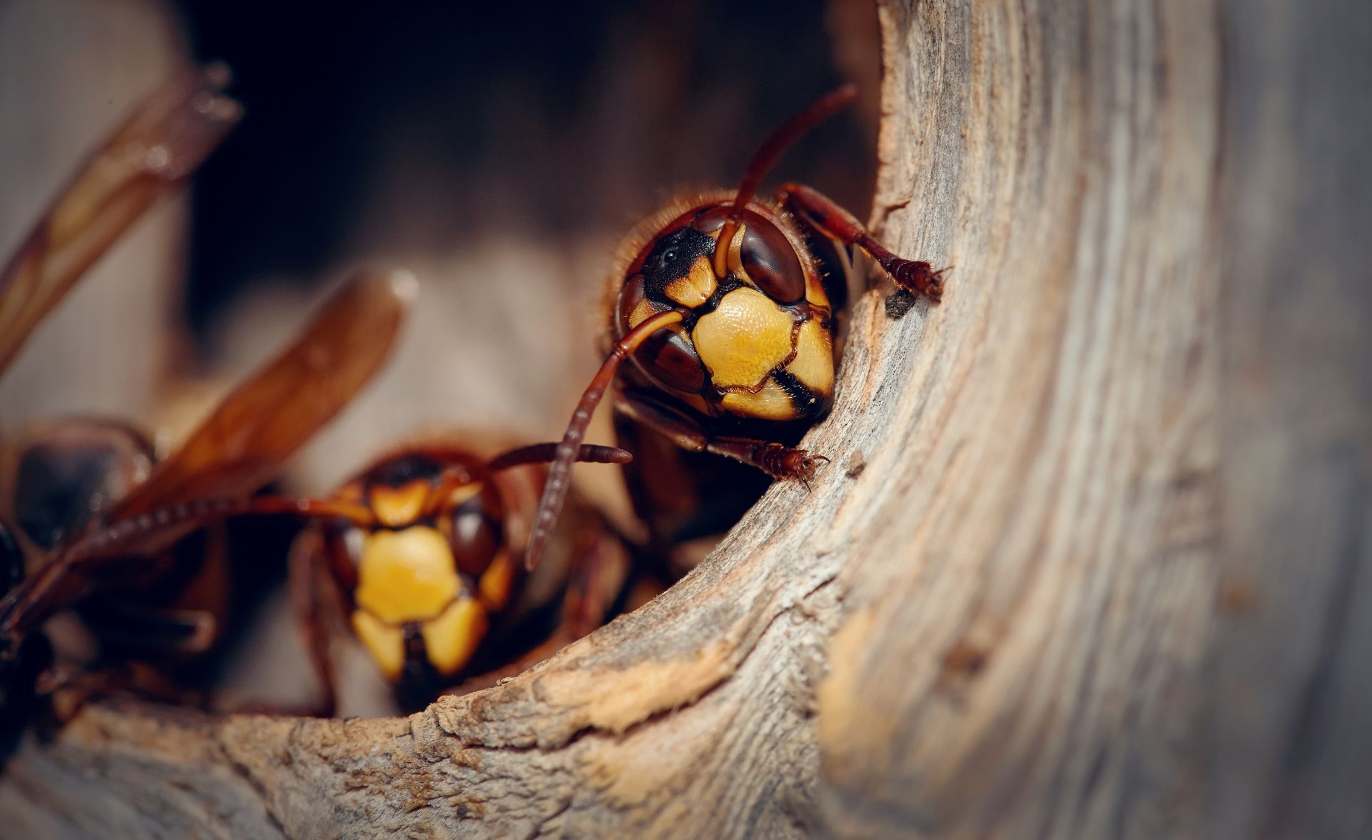 Two European hornets in a wooden nest, with brown and yellow markings.