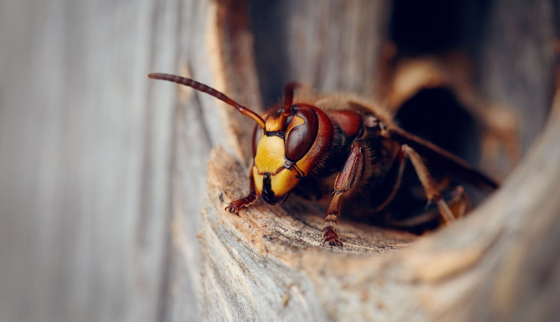 European hornet peeks out of a wooden hole, showing yellow and brown colors.