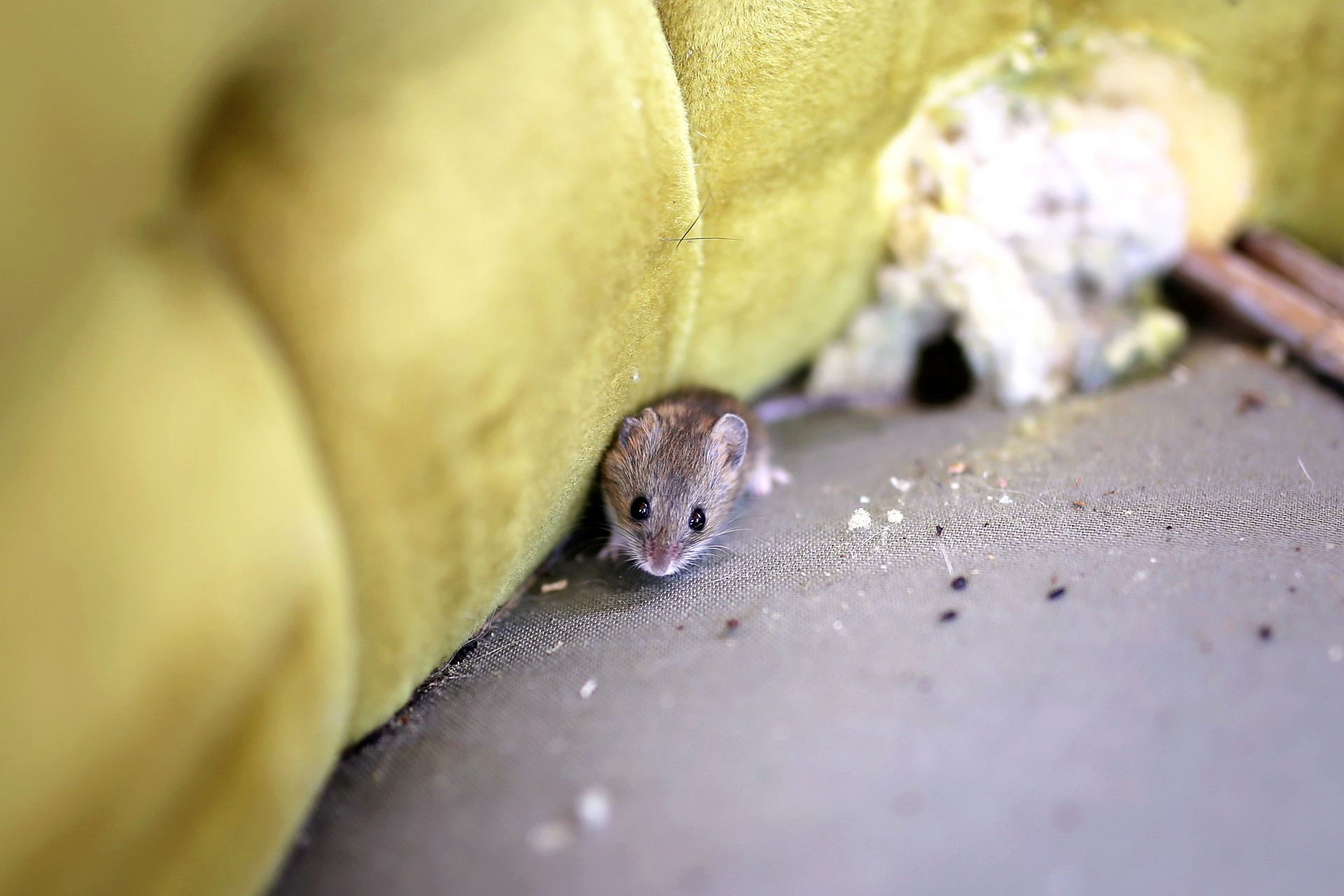 Mouse peeks out from under a yellow armchair; hole in the cushion and debris visible.