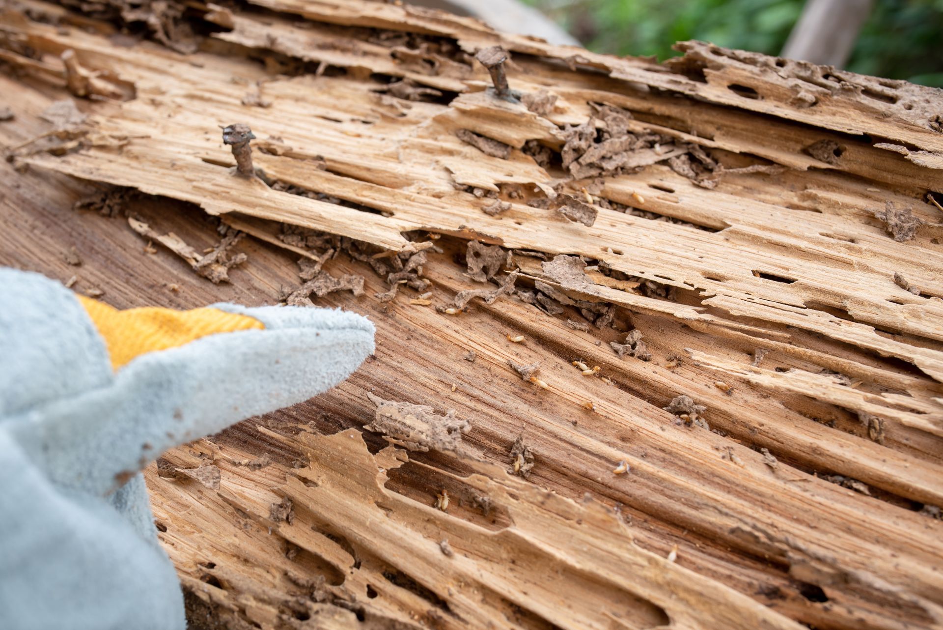 Hand wearing a work glove points to wood damaged by termites, revealing tunnels and holes.