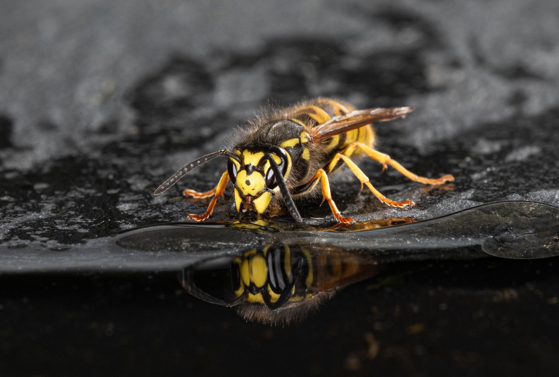 Yellowjacket wasp drinking from a dark, reflective surface.