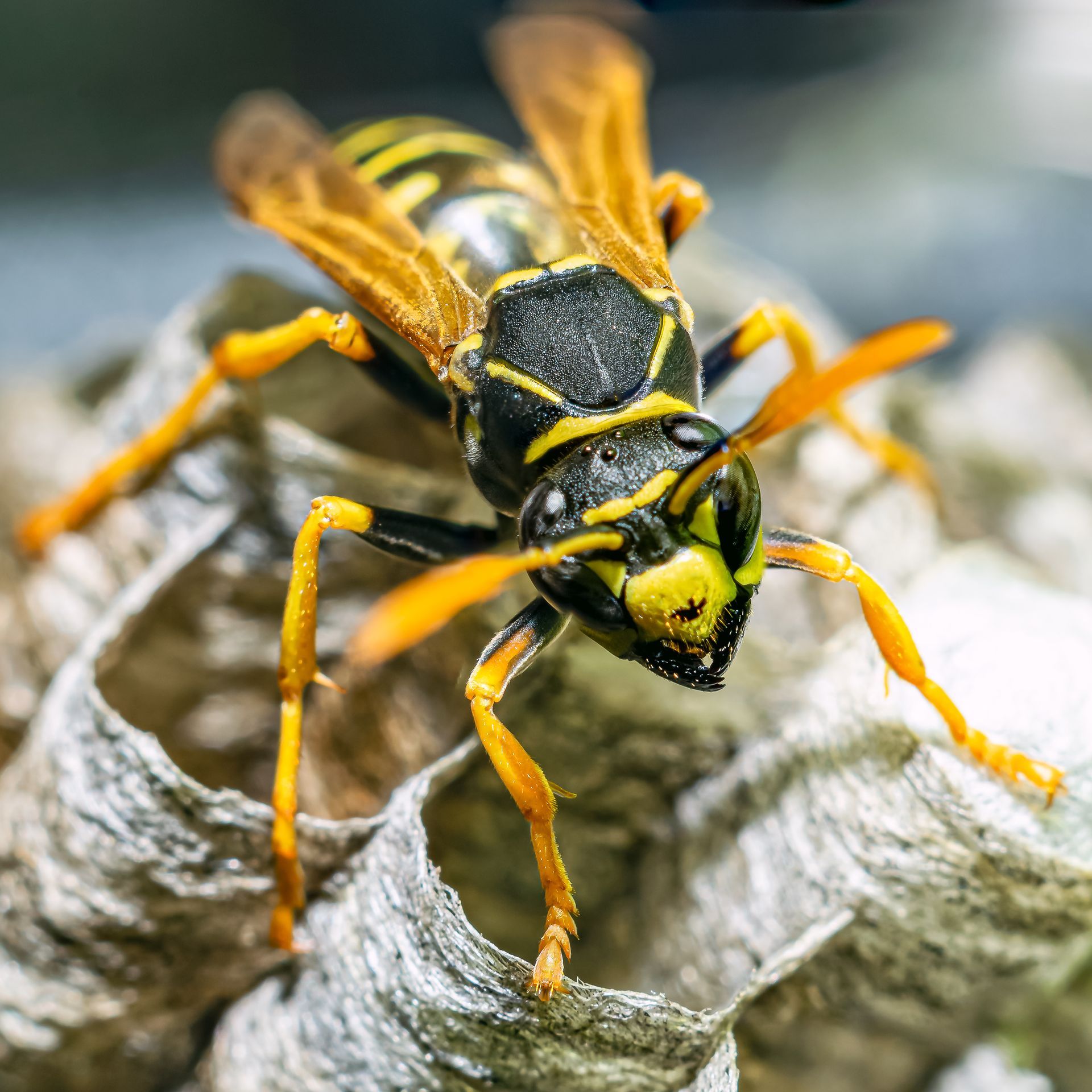 Yellow jacket wasp with black stripes, perched on a gray paper nest, wings extended.