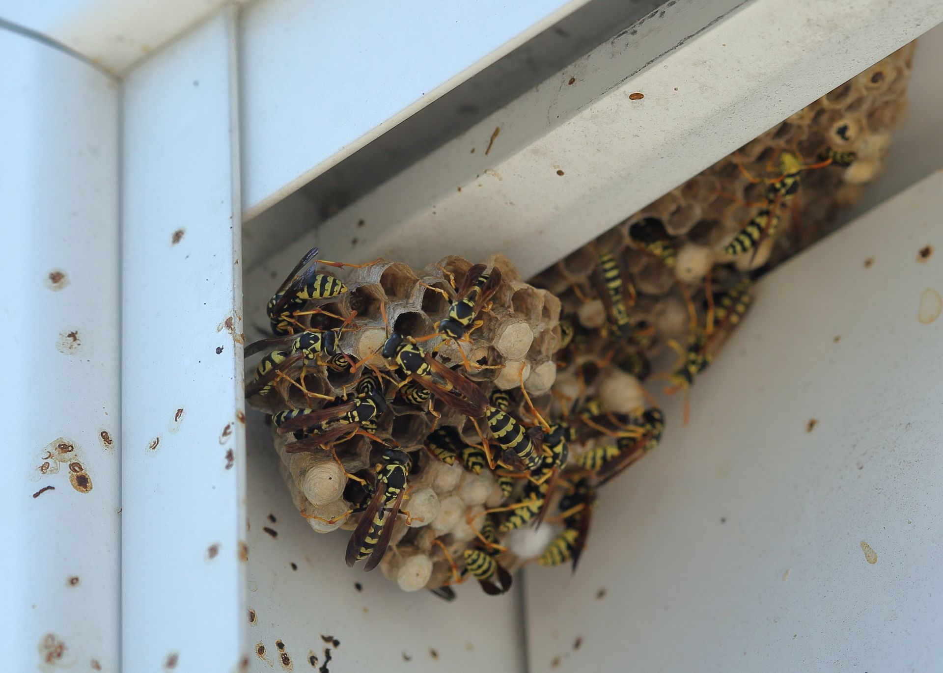 Wasps swarm a nest built in a white, enclosed structure. Yellow and black striped insects are visible.