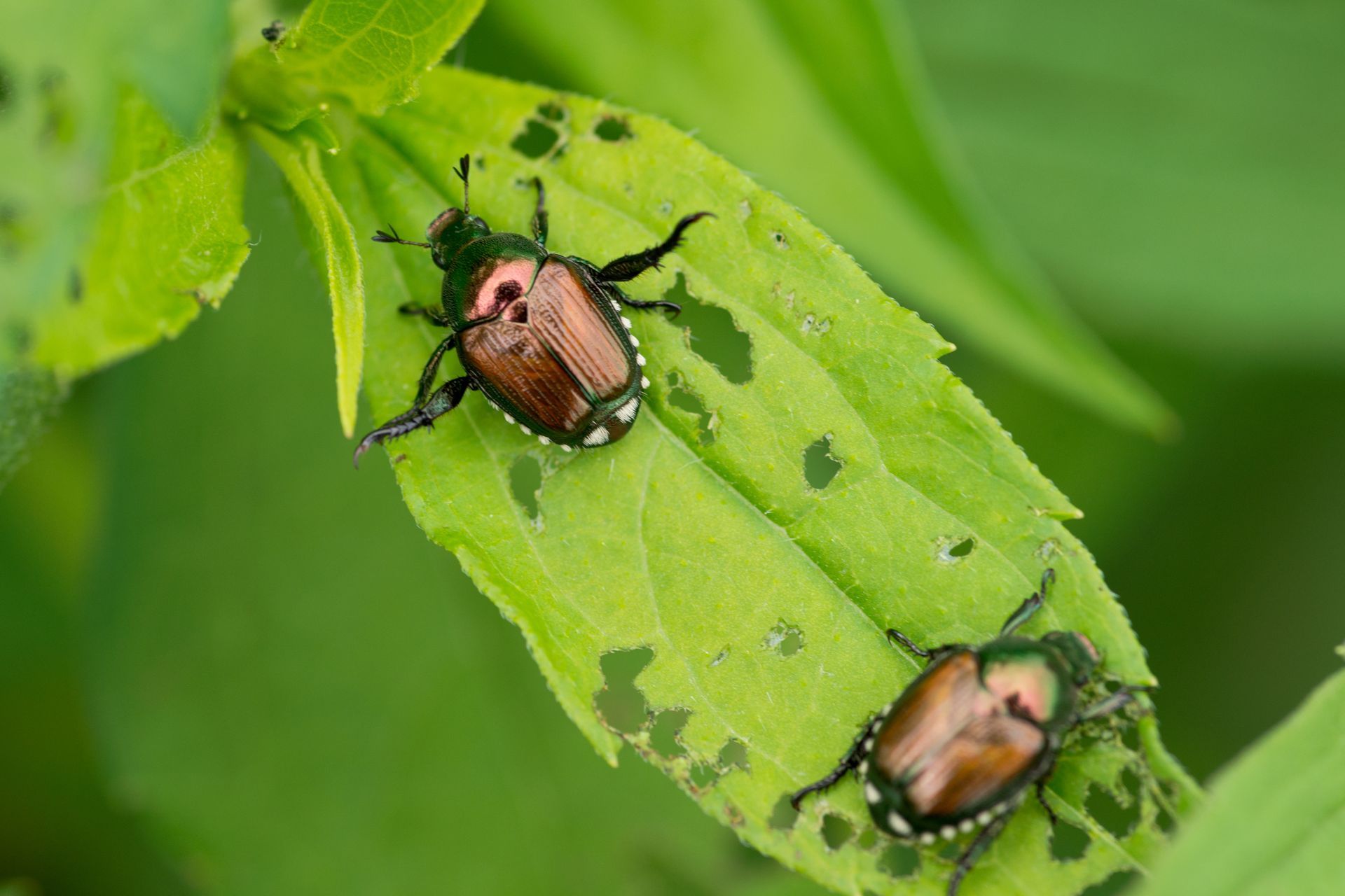 Two Japanese beetles on a green leaf with numerous holes, surrounded by more green foliage.