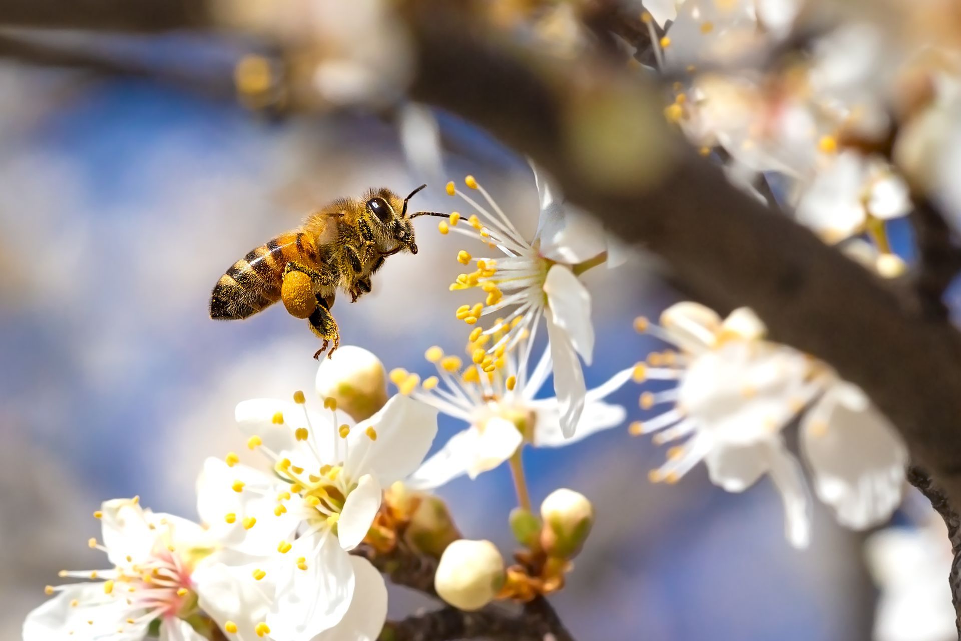 Bee pollinating white blossoms with yellow stamens.